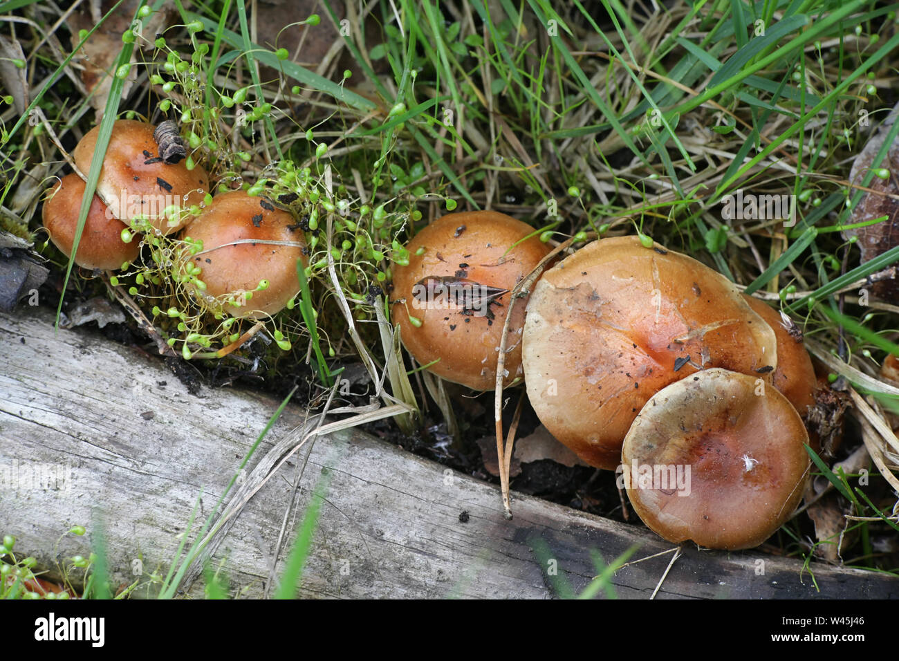 Pholiota highlandensis, falò scalycap, Funaria hygrometrica, falò moss, specie pioniere della terra bruciata e forest fire zone. Foto Stock