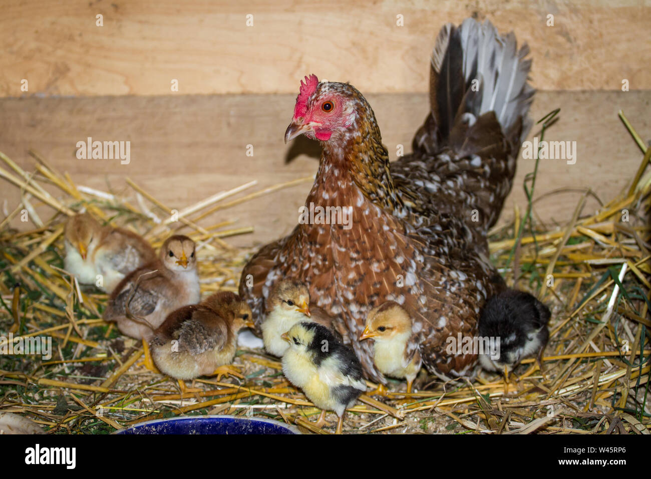 Chioccia e il suo uccellini della razza Stoapiperl / Steinhendl, una specie gravemente minacciate di razza di pollo dall' Austria Foto Stock