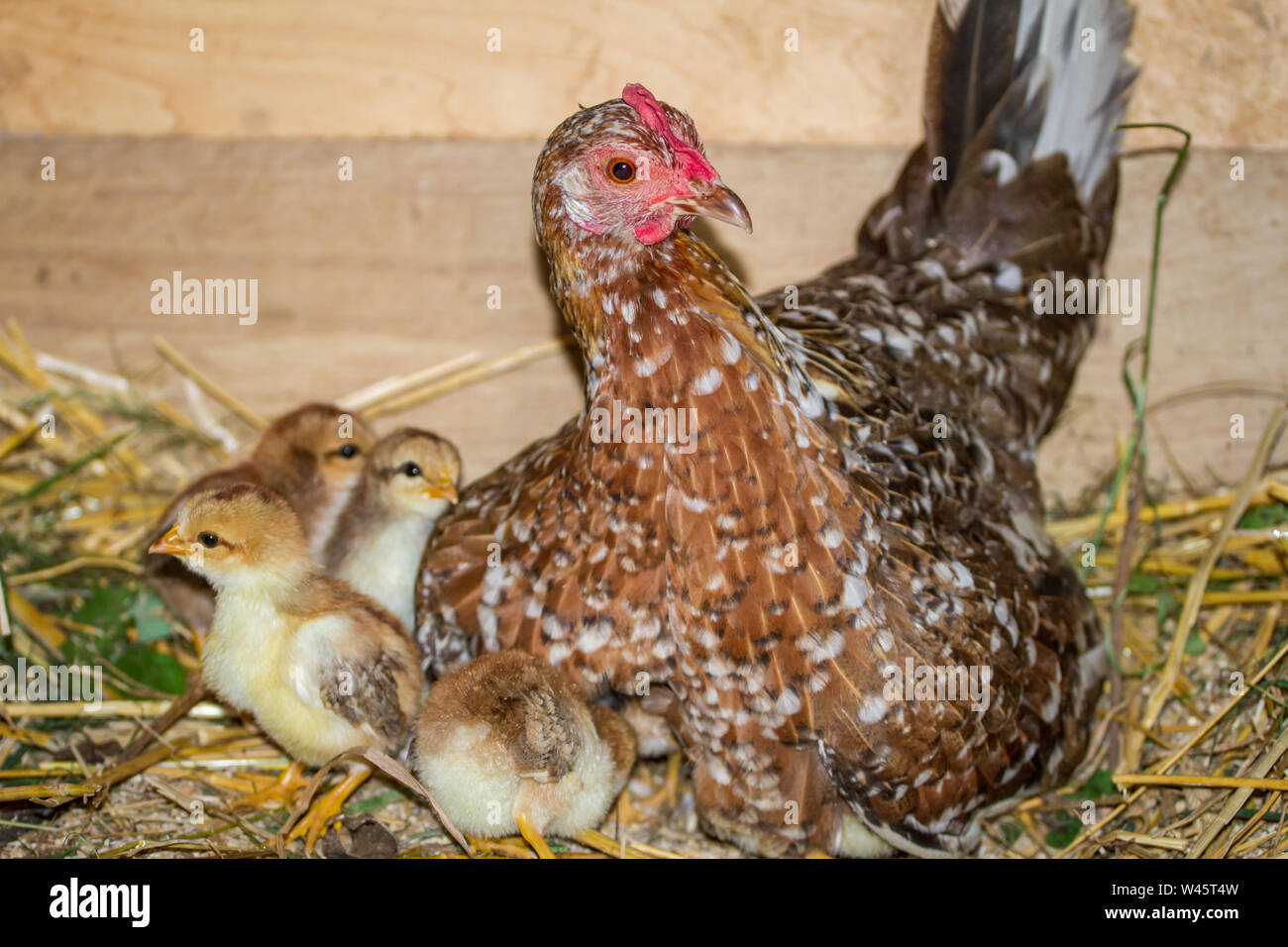 Chioccia e il suo uccellini della razza Stoapiperl / Steinhendl, una specie gravemente minacciate di razza di pollo dall' Austria Foto Stock