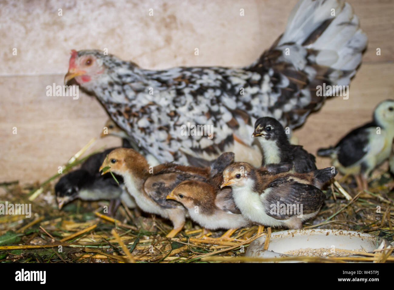 Chioccia e il suo uccellini della razza Stoapiperl / Steinhendl, una specie gravemente minacciate di razza di pollo dall' Austria Foto Stock