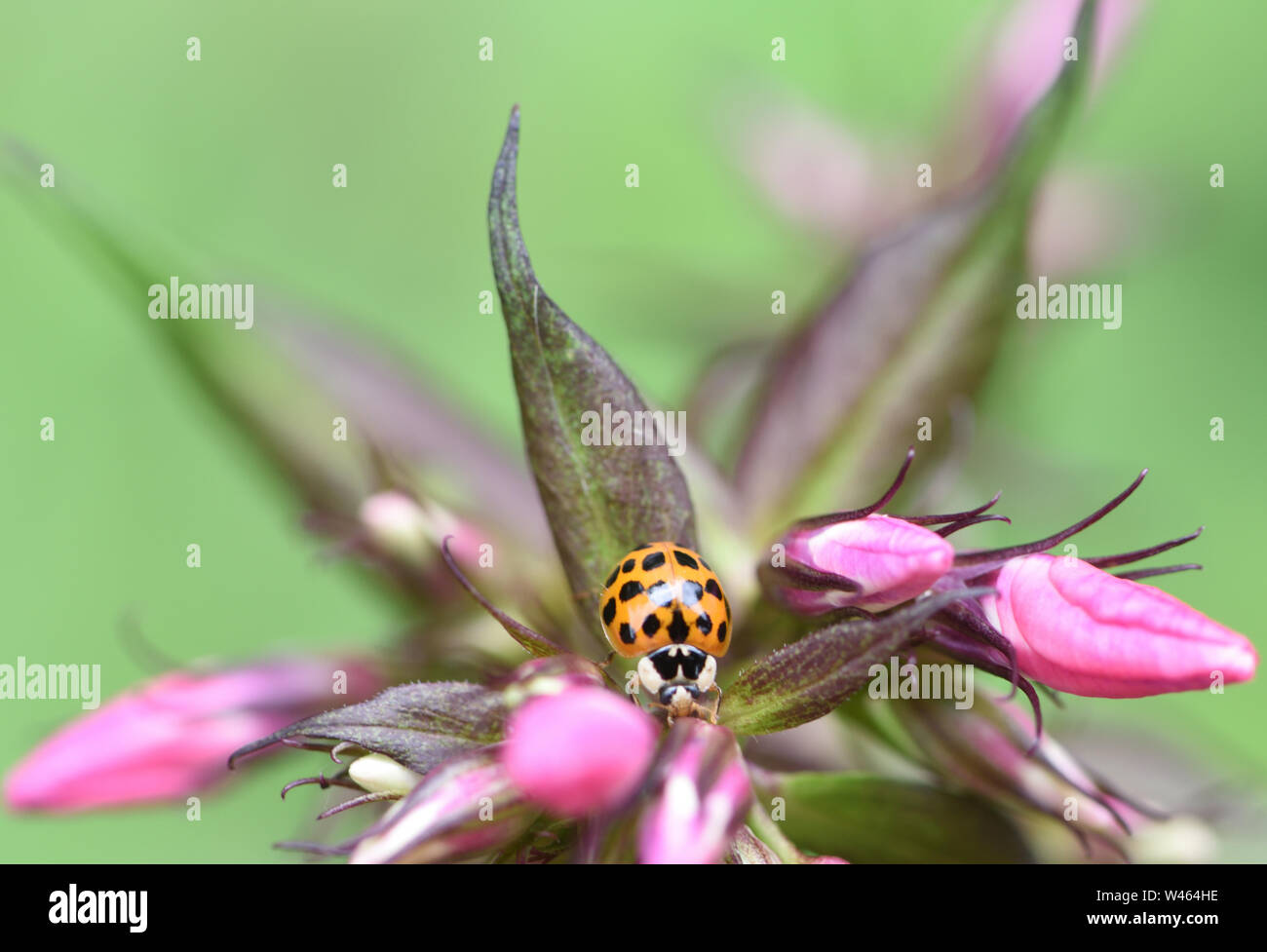 Un marrone harlequin ladybird (Harmonia axyridis) su una rosa phlox fiore. Hawkhurst, Kent, Regno Unito. Foto Stock