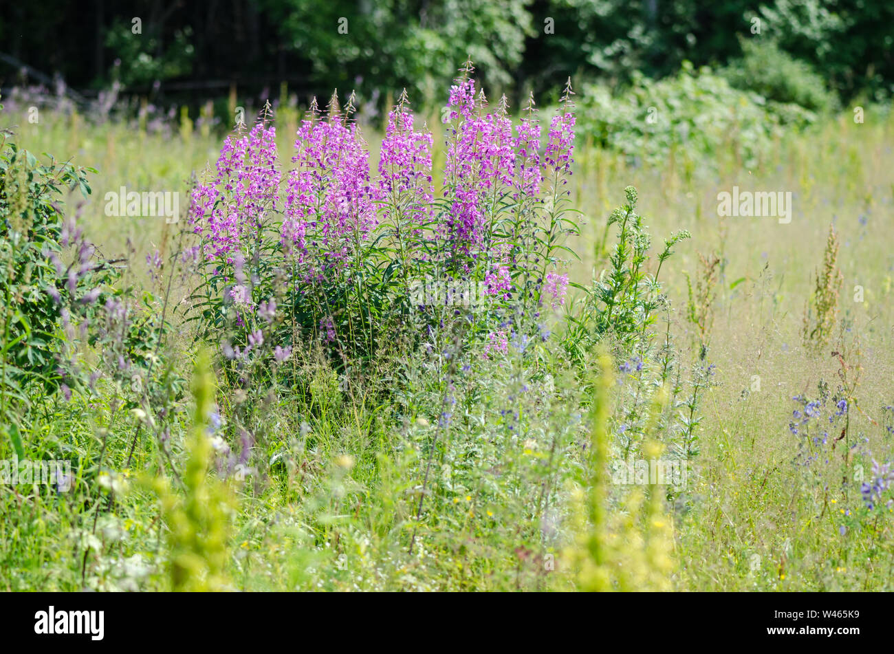 Fiori di Willow-herb Ivan-tea su sfondo sfocato Foto Stock