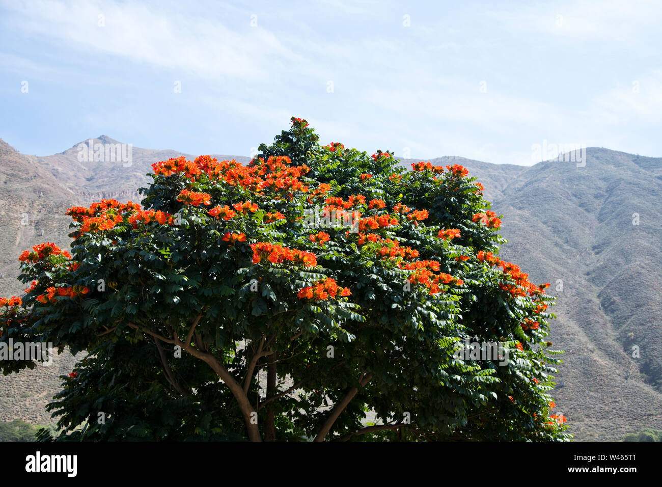 Huamachuco a Cajamarca,Nord del Perù Highlands,fioritura pendii,Perù,America del Sud Foto Stock