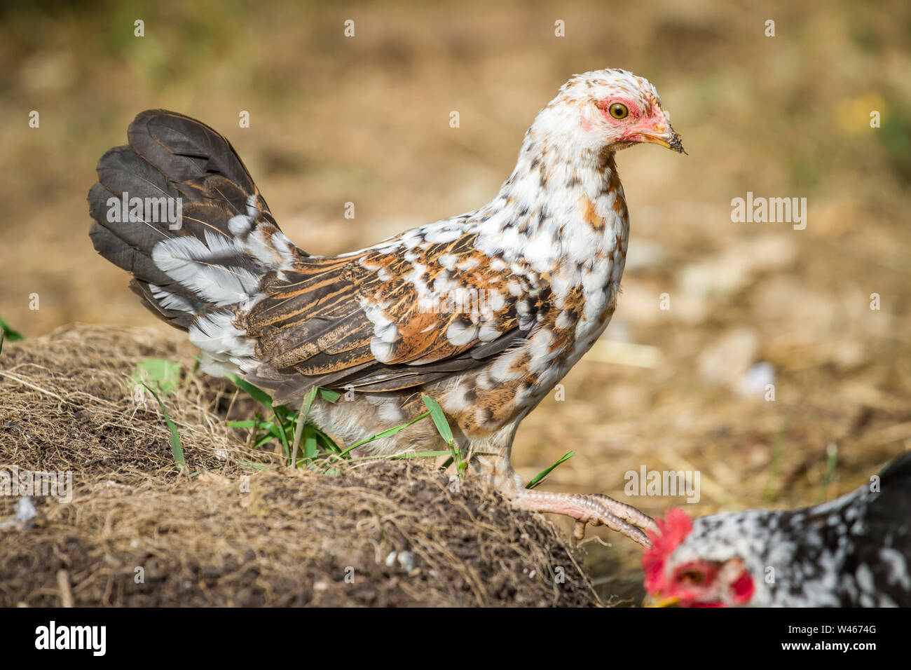 Giovani pollo gallina di razza Stoapiperl / Steinhendl, una specie gravemente minacciate di razza di pollo dall' Austria Foto Stock