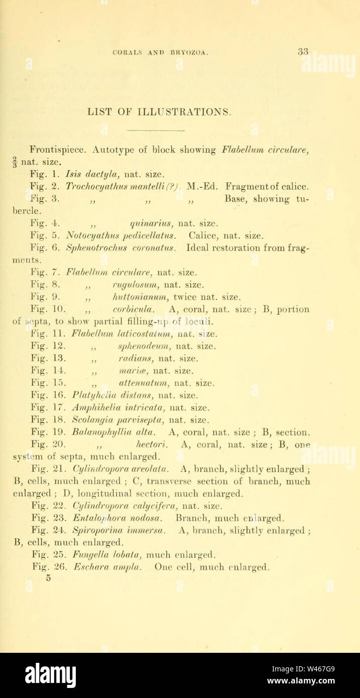 I coralli e briozoi del periodo neozoic in Nuova Zelanda (pagina 33, elenco delle illustrazioni, p. 33-34) Foto Stock