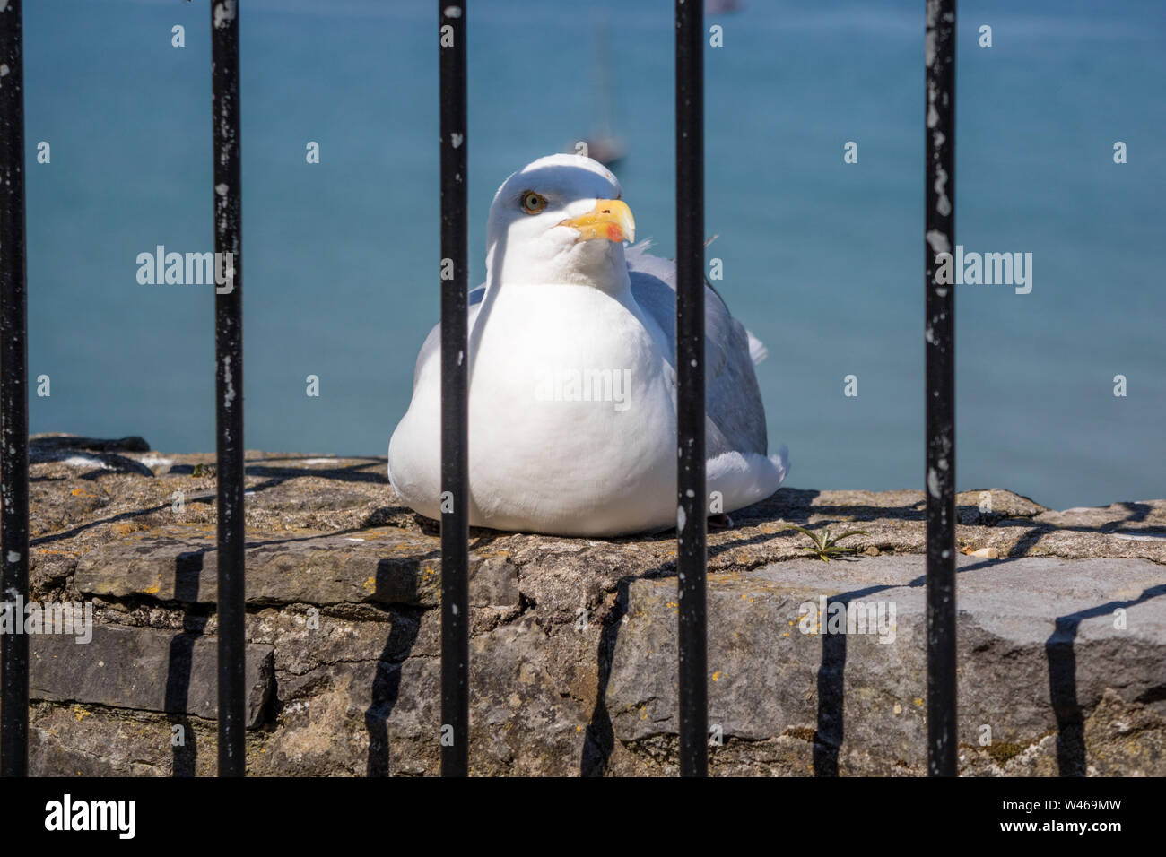 Aringa gabbiano dietro le sbarre, England, Regno Unito Foto Stock