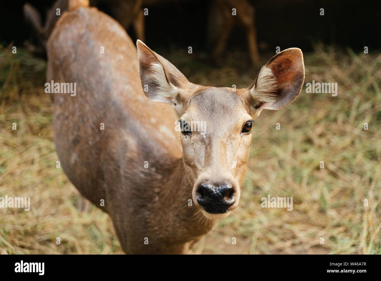 Closeup di un cervo in piedi in campo di erba secca guardando verso la fotocamera con sfondo sfocato Foto Stock