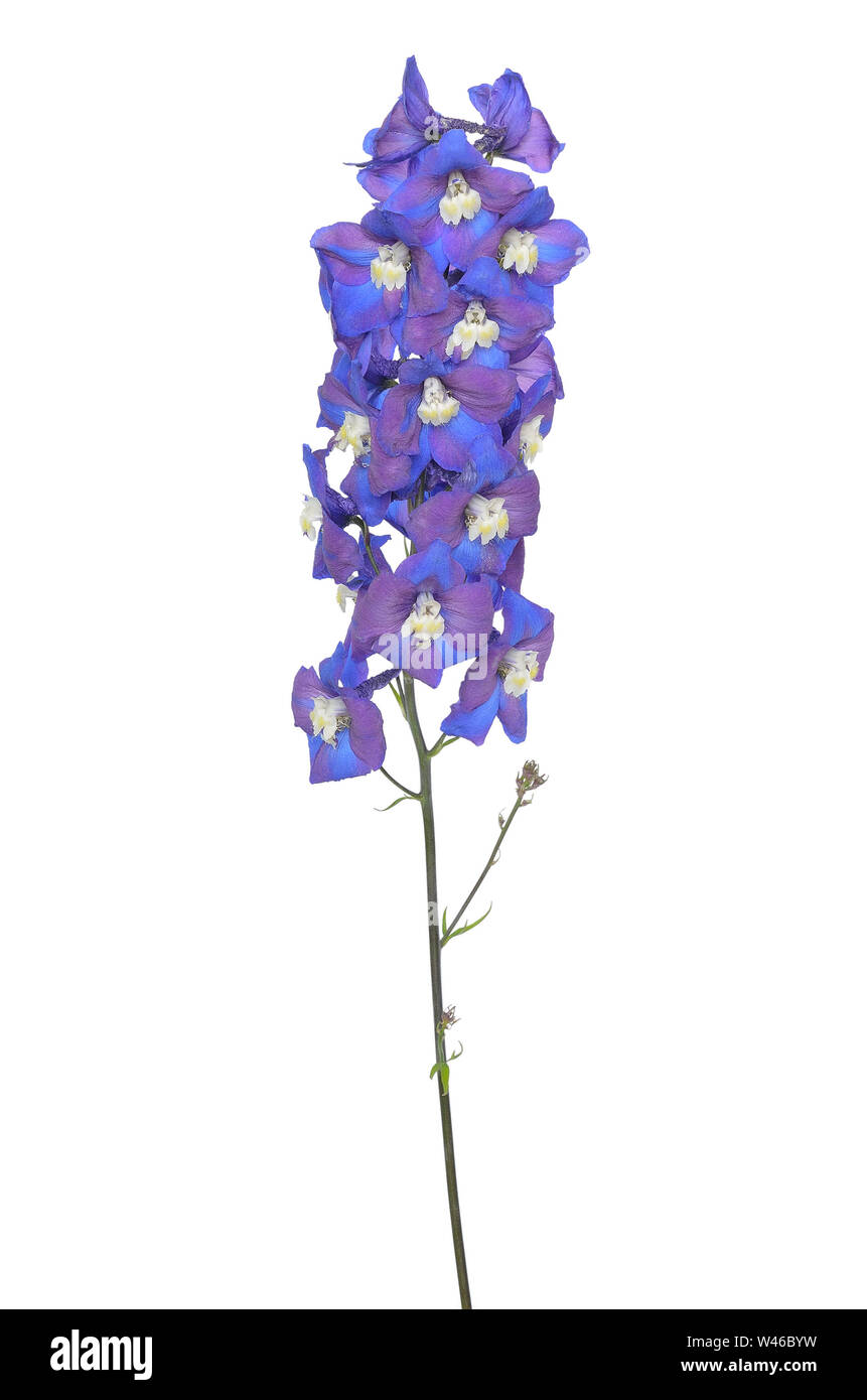 Delphinium blu fiore isolato su uno sfondo bianco Foto Stock