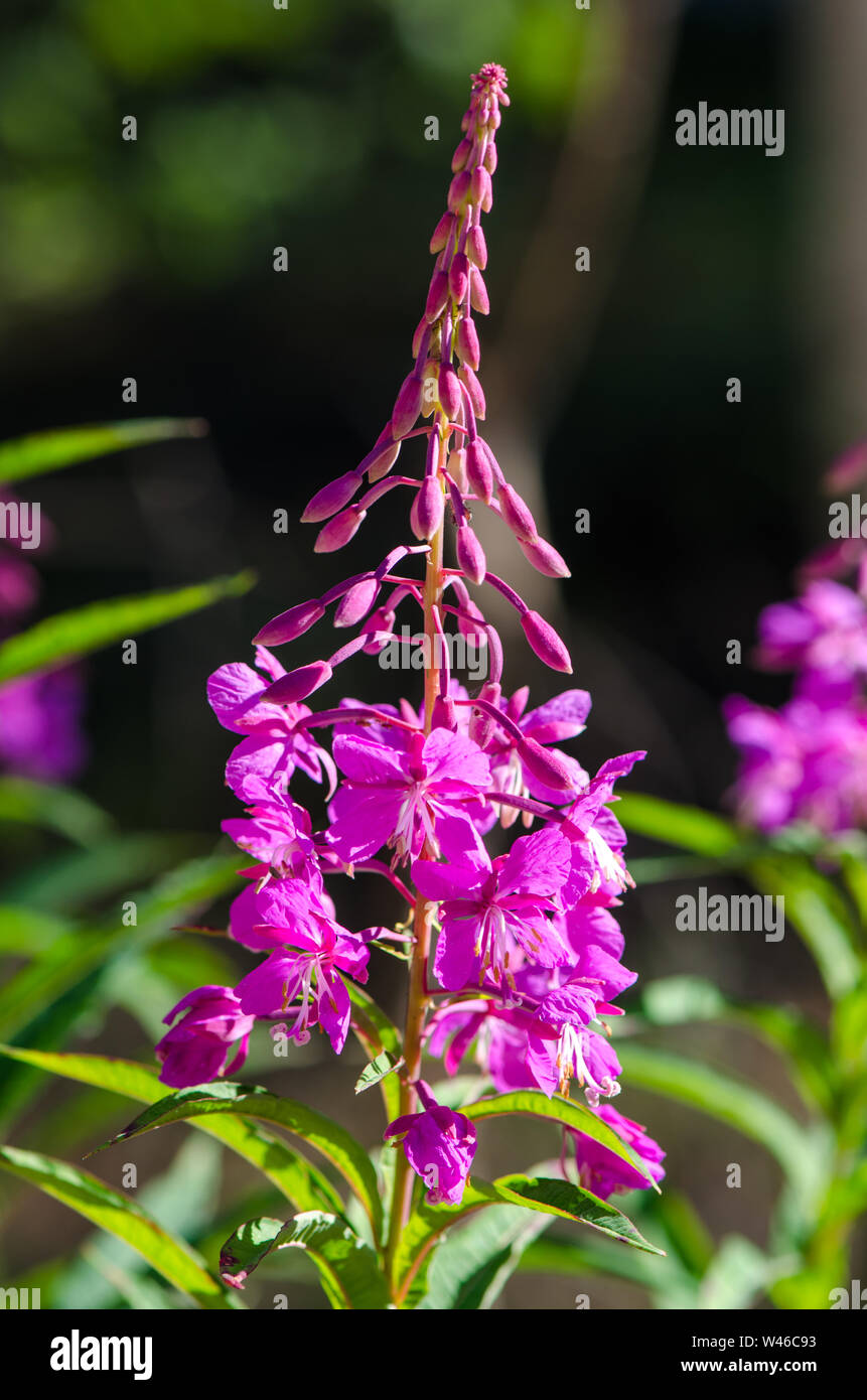 Fiori di Willow-herb Ivan-tea su sfondo sfocato Foto Stock