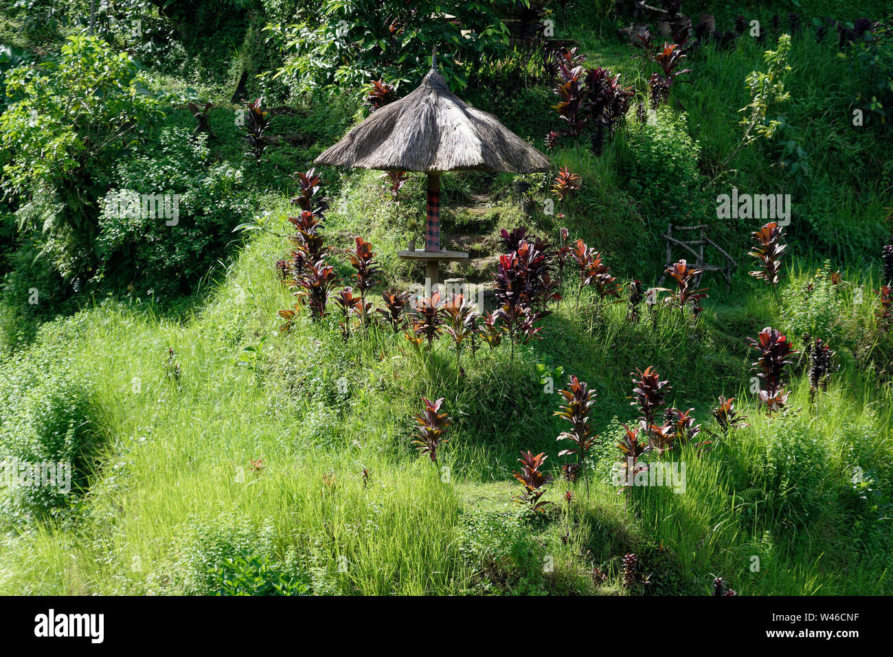 Un ombrellone che forniscono ombra Tegallalang terrazze di riso, Ubud, Bali, Indonesia Foto Stock