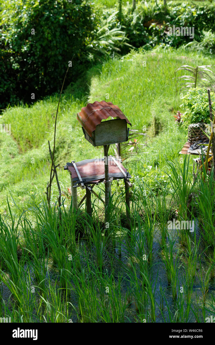 Tegallalang terrazze di riso, Ubud, Bali, Indonesia Foto Stock