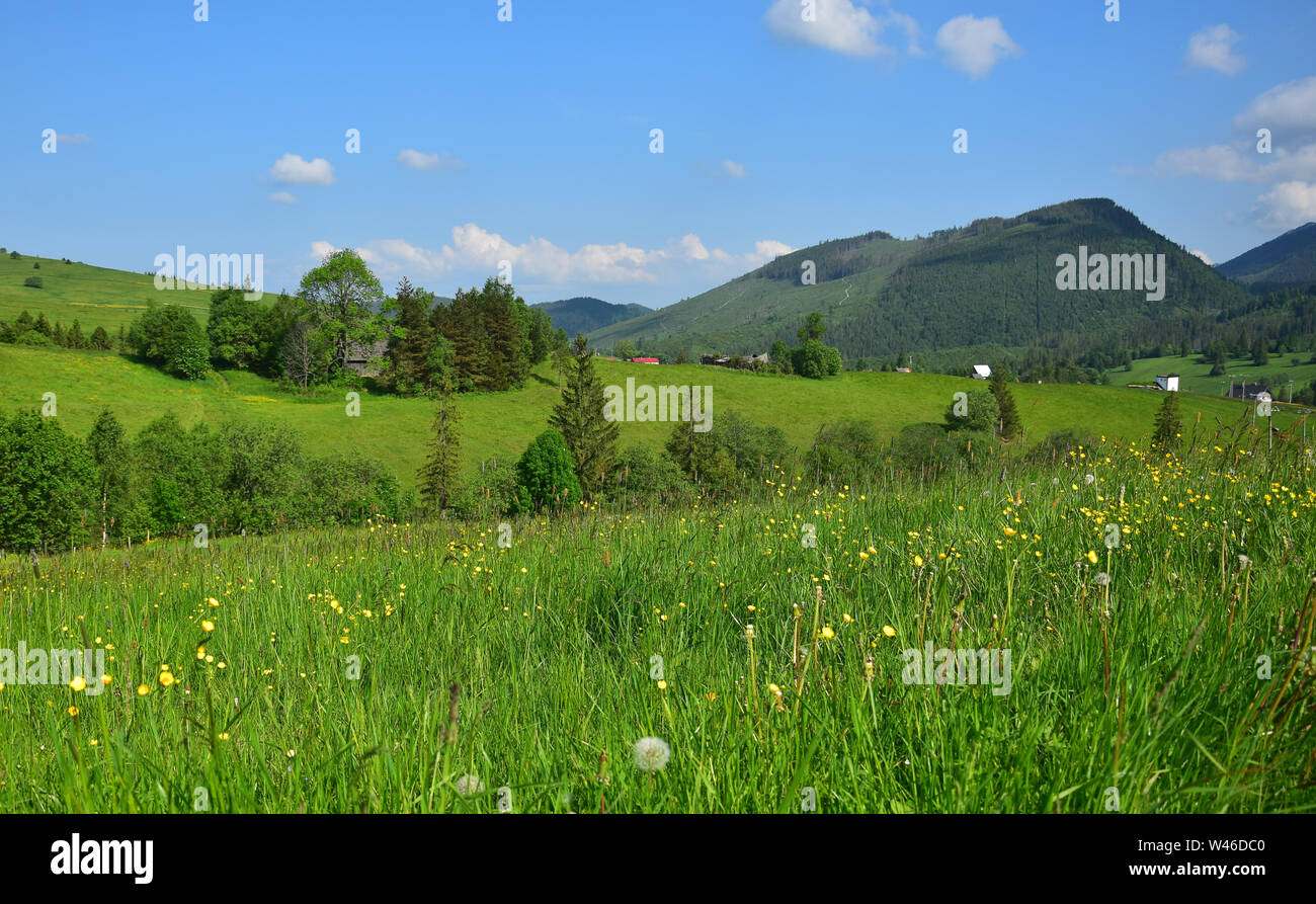 Bella estate paesaggio con un prato fiorito, alberi di poche case e montagne. Nei pressi di Rimini e il Belianske Tatra, Slovacchia. Foto Stock