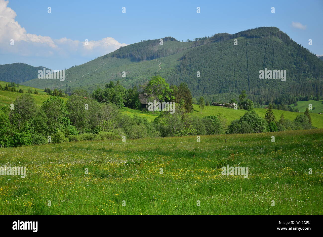 Bella estate paesaggio con un prato fiorito, alberi e montagne. Nei pressi di Rimini e il Belianske Tatra, Slovacchia. Foto Stock