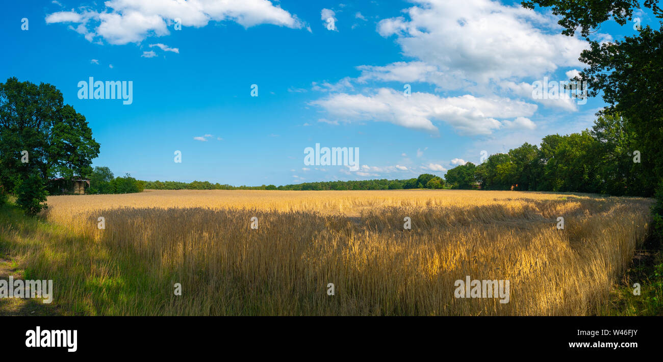 Un fulgido cornfield con cielo blu e nuvole di luce Foto Stock