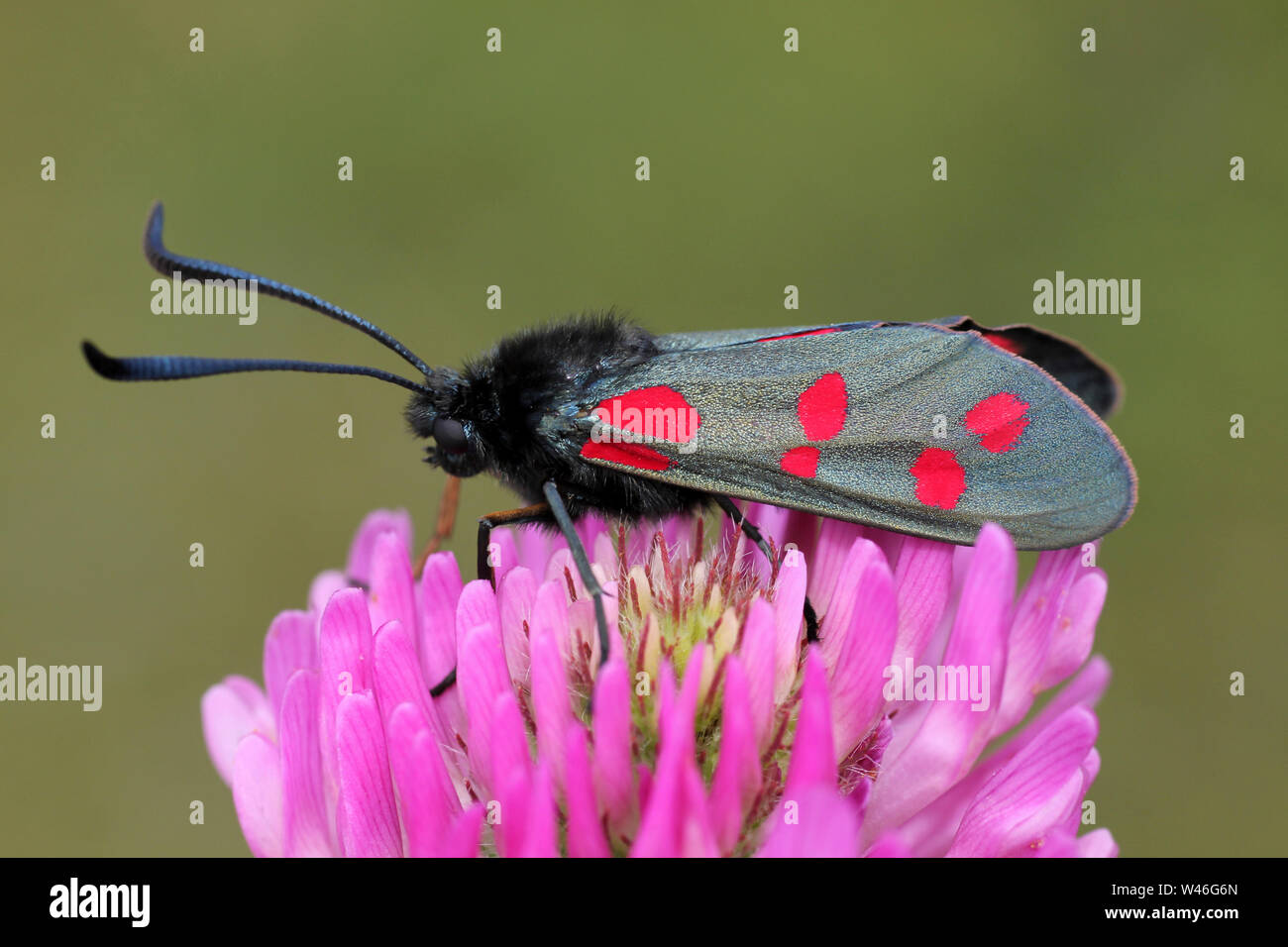 Sei-spot Burnett Zygaena filipendulae Foto Stock