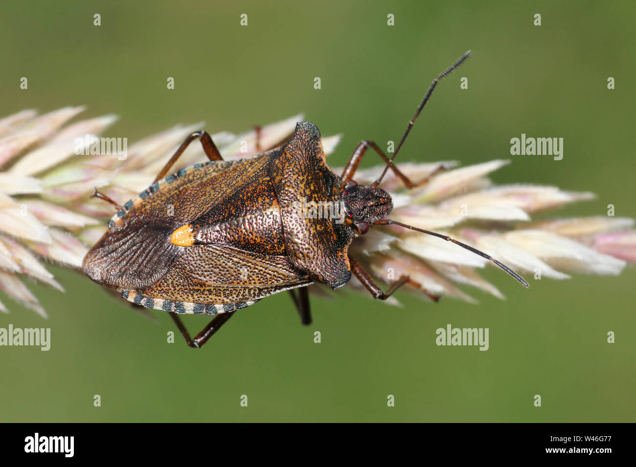 Forest Bug o rosso-gambe Shieldbug Pentatoma rufipes Foto Stock