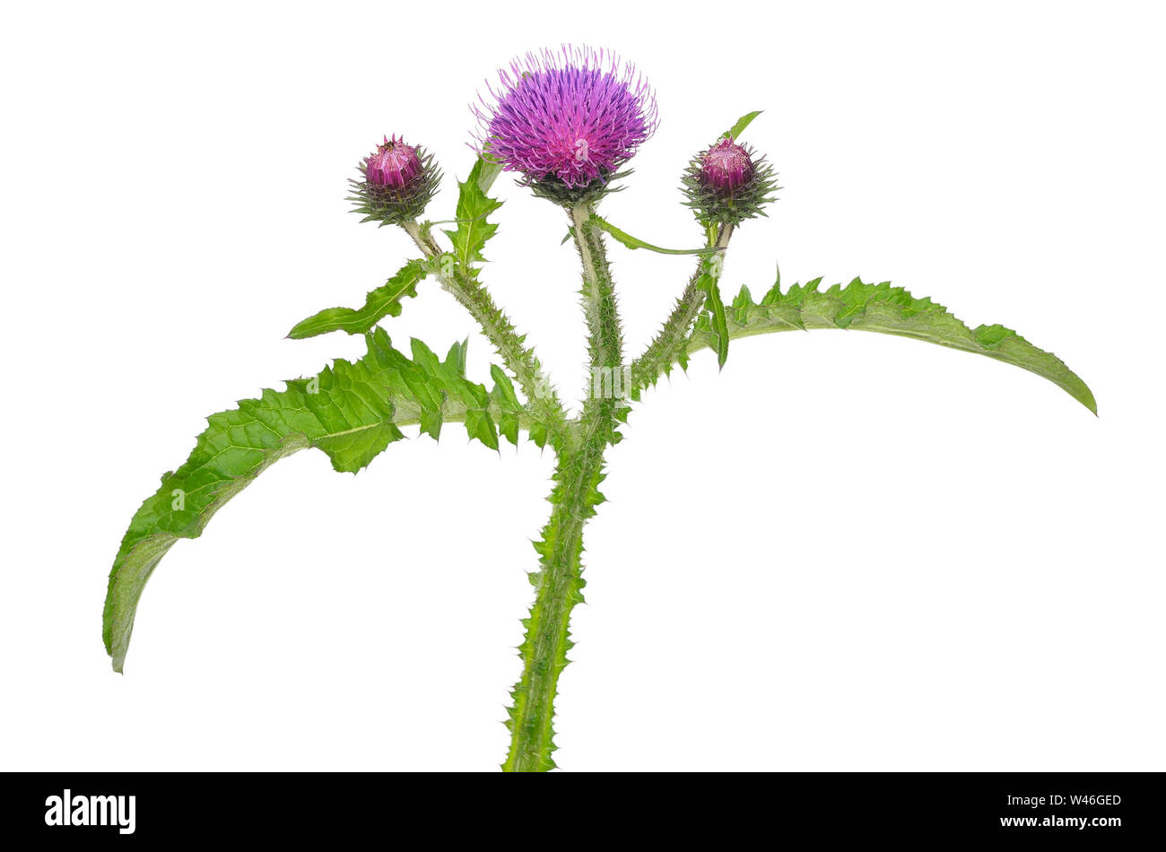 Carduus crispus fiore isolato su sfondo bianco Foto Stock