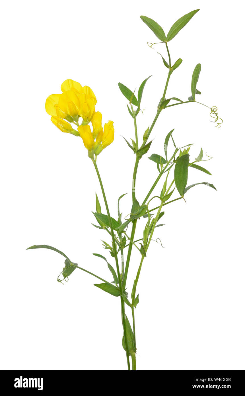 Lathyrus pratansis fiore isolato su sfondo bianco Foto Stock