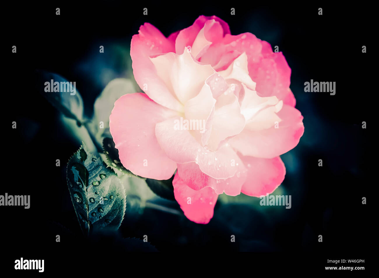 Abstract di ripresa macro di bella rosa rosa con dei fiori di gocce di acqua al buio sfondo naturale Foto Stock