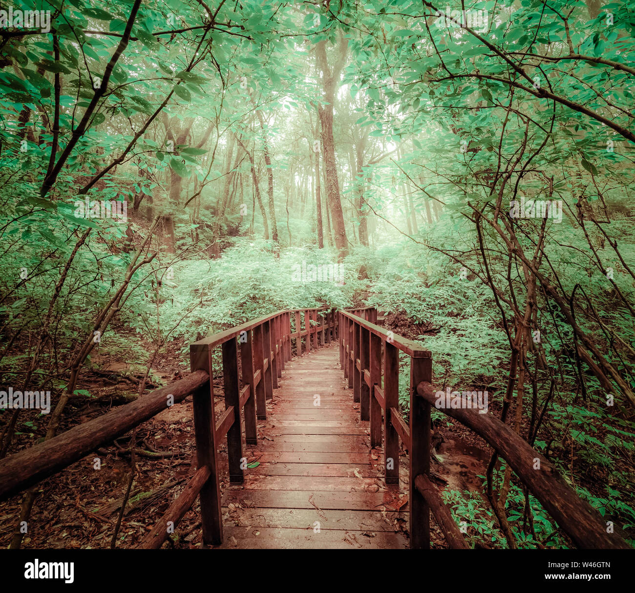 Misterioso paesaggio della foresta di nebbia con ponte di legno viene eseguito attraverso la fitta chioma. Bellezza surreale di alberi esotici, canneto di arbusti al tropical jung Foto Stock