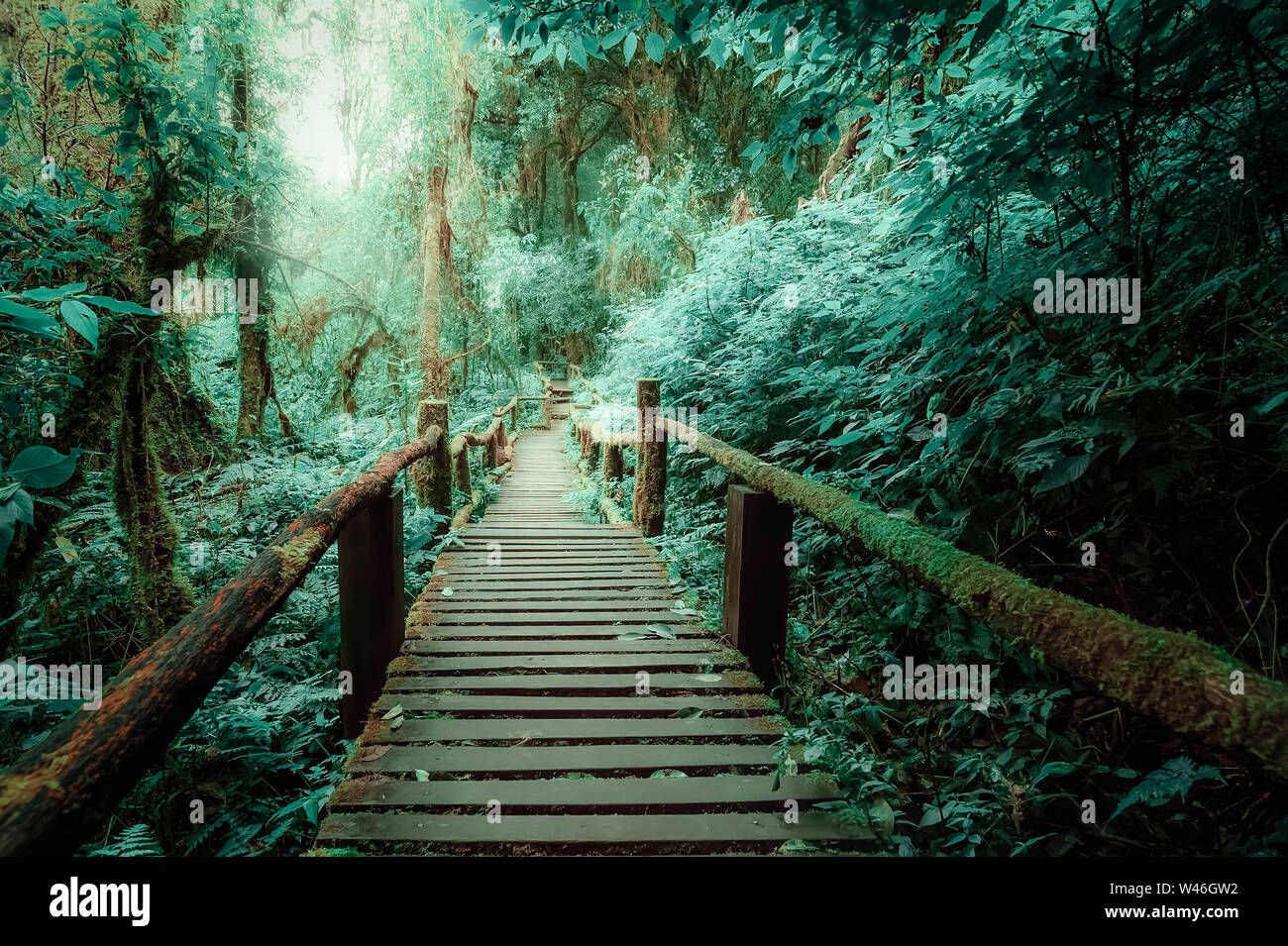 Misterioso paesaggio della foresta di nebbia con ponte di legno viene eseguito attraverso la fitta chioma. Bellezza surreale di alberi esotici, canneto di arbusti al tropical jung Foto Stock