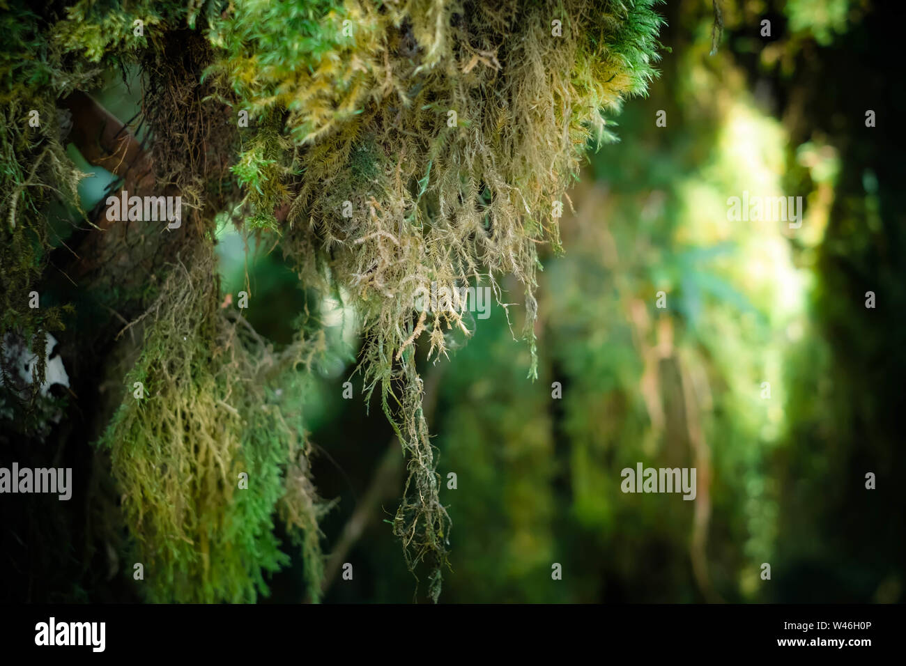 Misterioso paesaggio della foresta di nebbia. Inclinate tronco di albero e radici ricoperta da spessi muschio verde contro alto e steli di piante esotiche sullo sfondo. Foto Stock