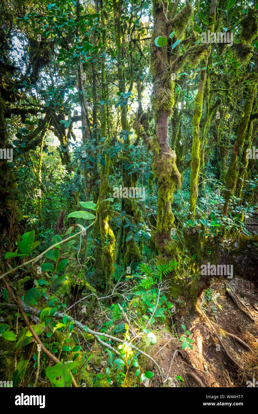 Misterioso paesaggio della foresta di nebbia. Inclinate tronco di albero e radici ricoperta da spessi muschio verde contro alto e steli di piante esotiche sullo sfondo. Foto Stock