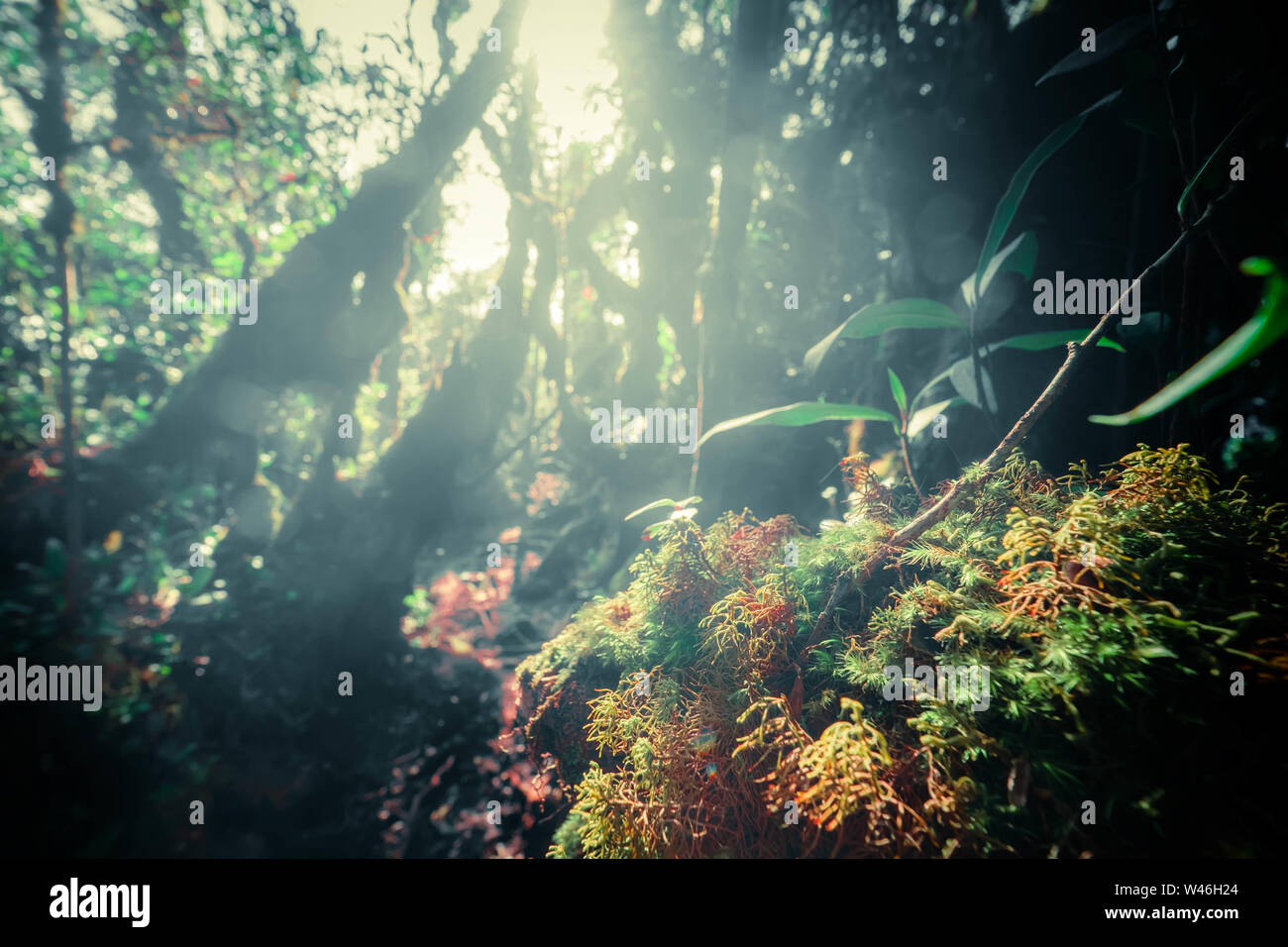 Surreale magia di bosco selvatico in dettagli. Inclinazione albero radici ricoperta da spessi muschio verde contro le piante esotiche sullo sfondo. La lussureggiante vegetazione di t Foto Stock