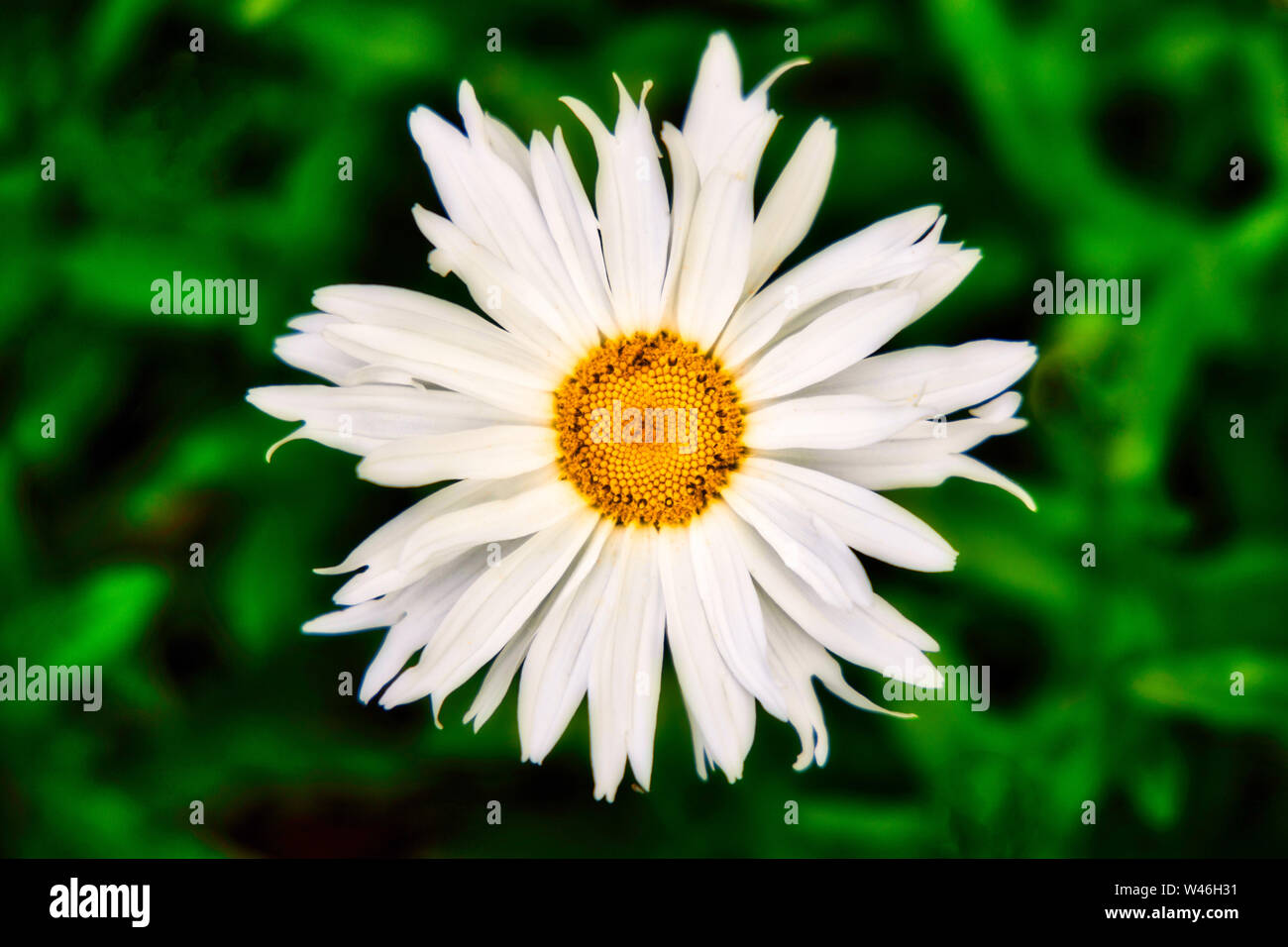 Immagine di un Daizy con clean blured sfondo verde Foto Stock