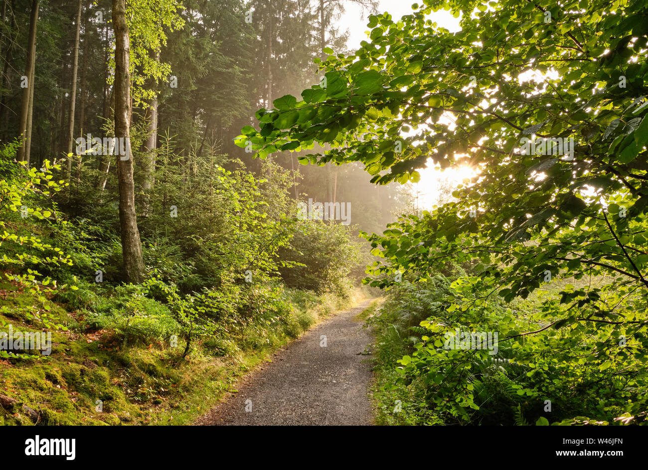 Un sentiero che conduce attraverso una bellissima foresta verde con un fresco e rigoglioso fogliame nella luce della sera Foto Stock