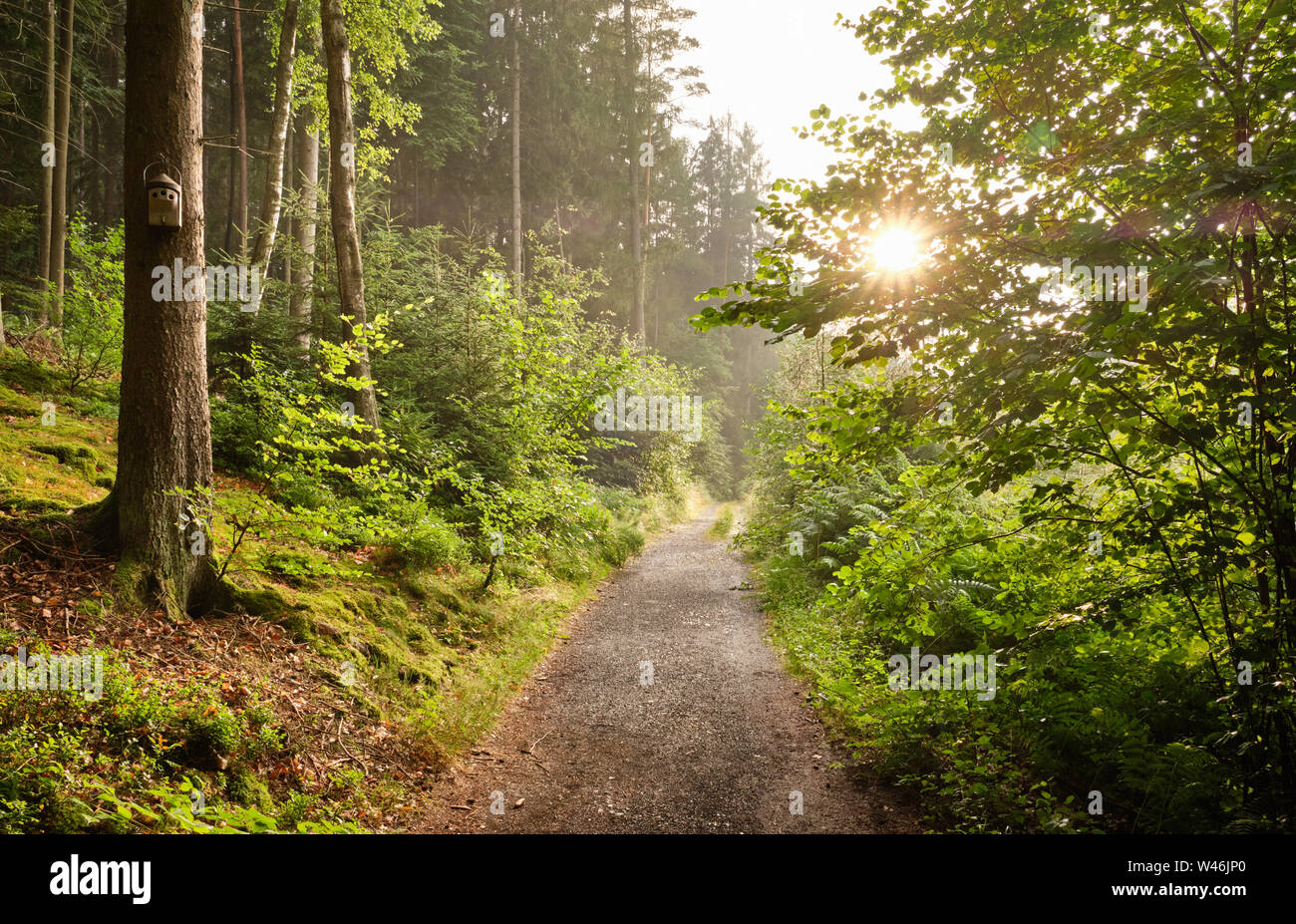 Un sentiero che conduce attraverso una bellissima foresta verde con un fresco e rigoglioso fogliame nella luce della sera Foto Stock