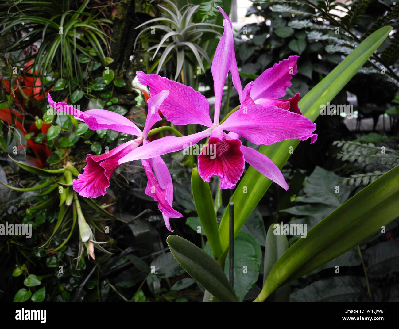 Cattleya labiata orchid fiori in un giardino botanico in Polonia Foto Stock