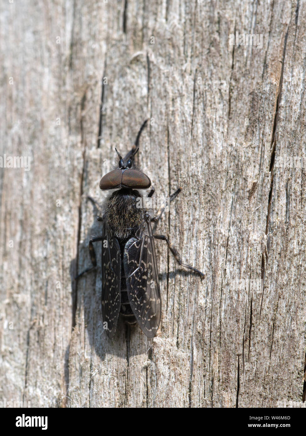 Haematopota crassicornis - horsefly. Maschio. Grandi occhi composti. Foto Stock