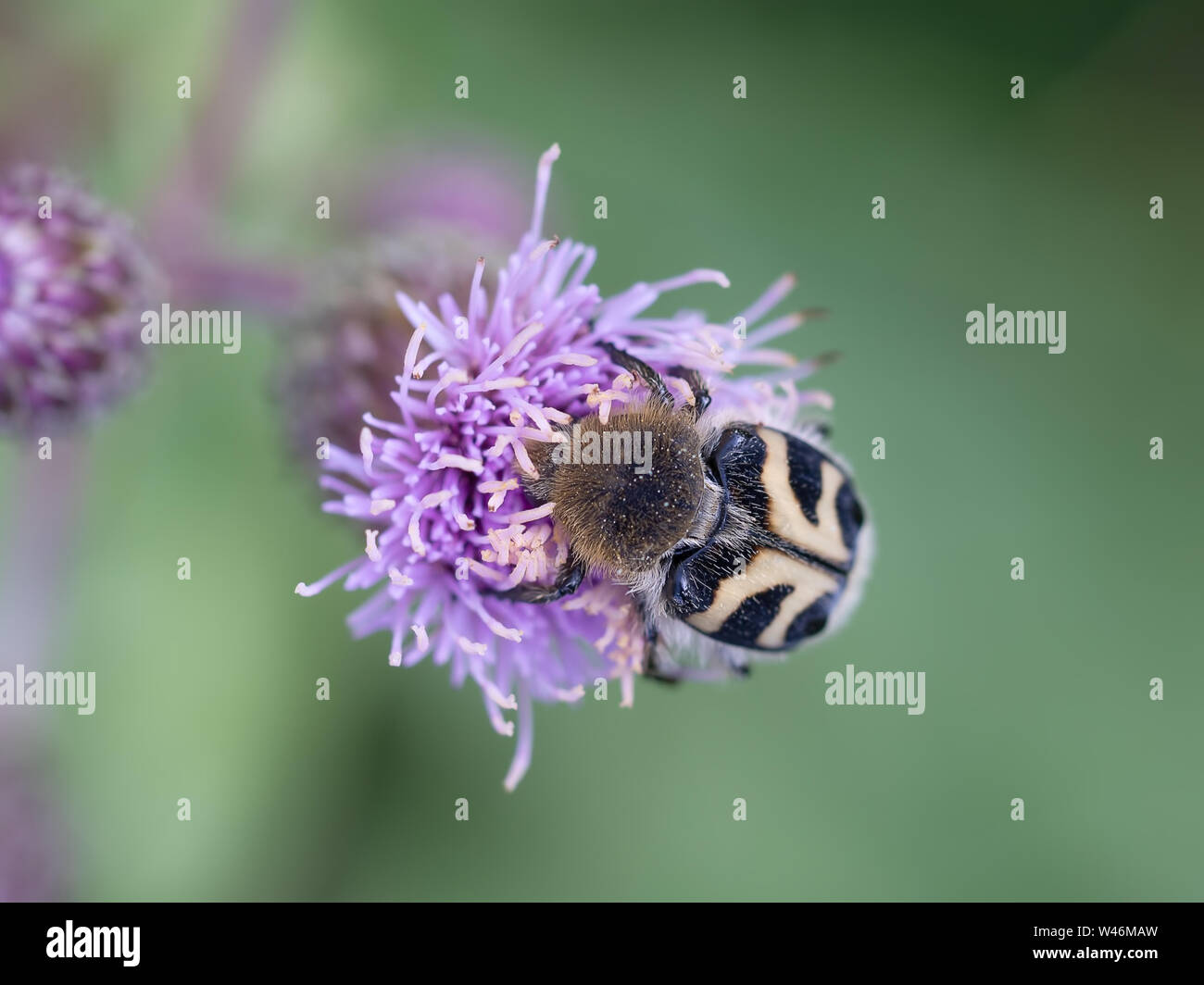 Trichius fasciatus, nero e giallo maggiolino su fiore di cardo. Aka Eurasian Bee Beetle. Macro. Foto Stock