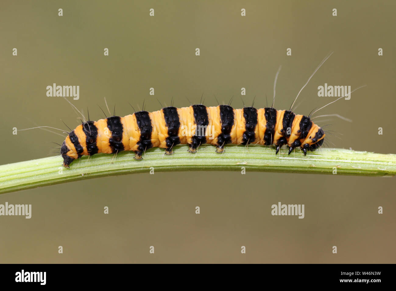 Il cinabro Moth caterpillar Tyria jacobaeae Foto Stock