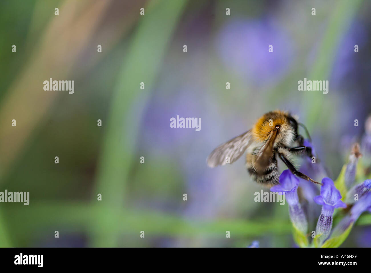 Close-up di un ape su un fiore di lavanda Foto Stock