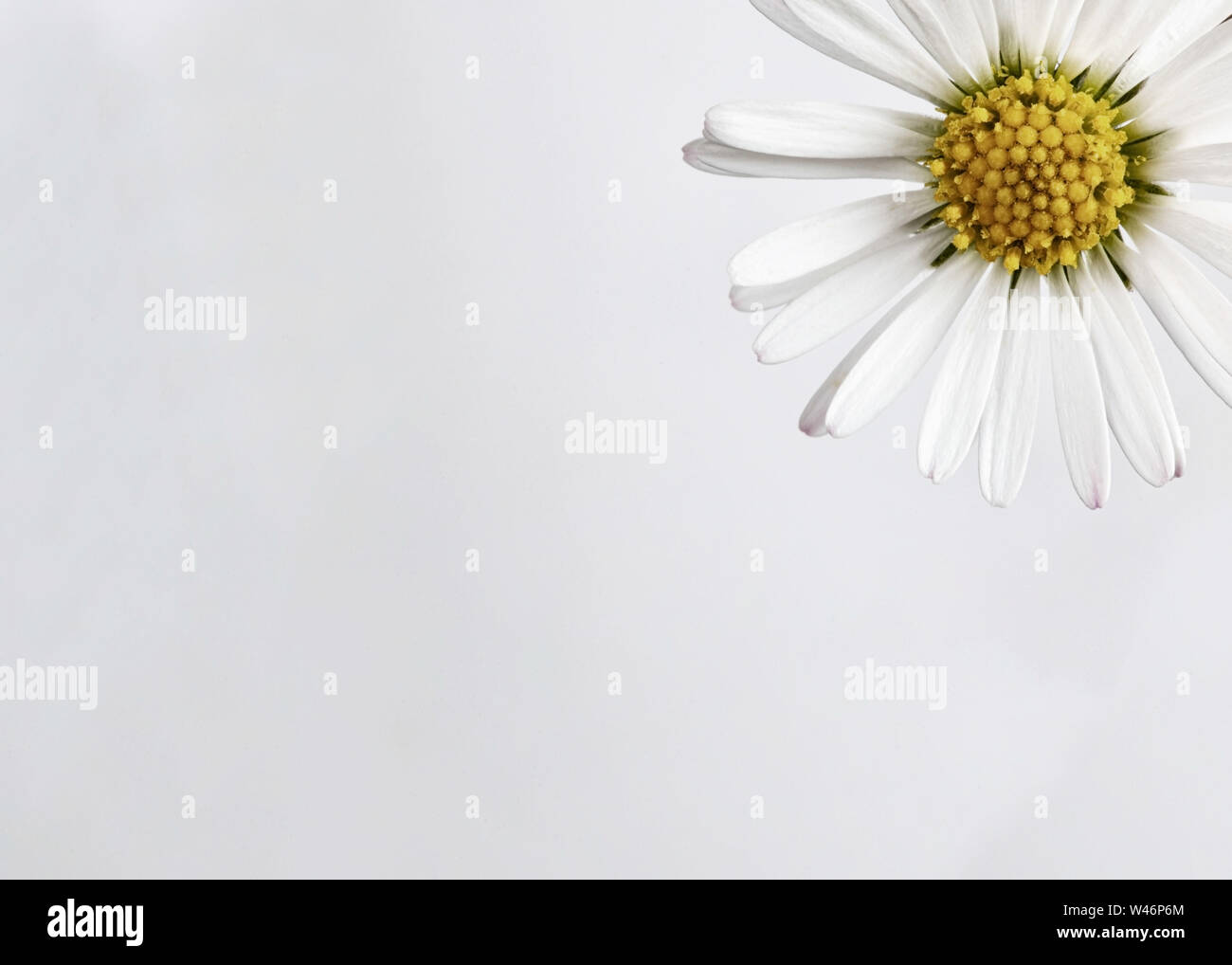 Comune di fiori a margherita (Bellis perennis) su uno sfondo bianco Foto Stock