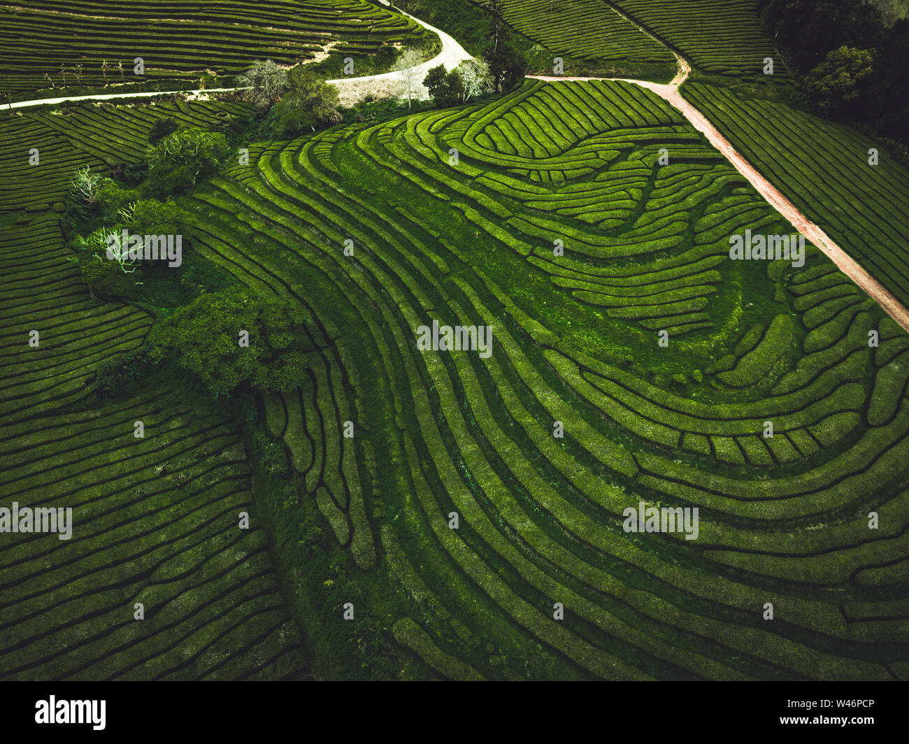 Il tè verde terrazza plantation Gorreana nella nebbia dal di sopra, drone shot, isole Azzorre. Il più antico e attualmente solo, piantagione di tè in Europa. Bird Foto Stock