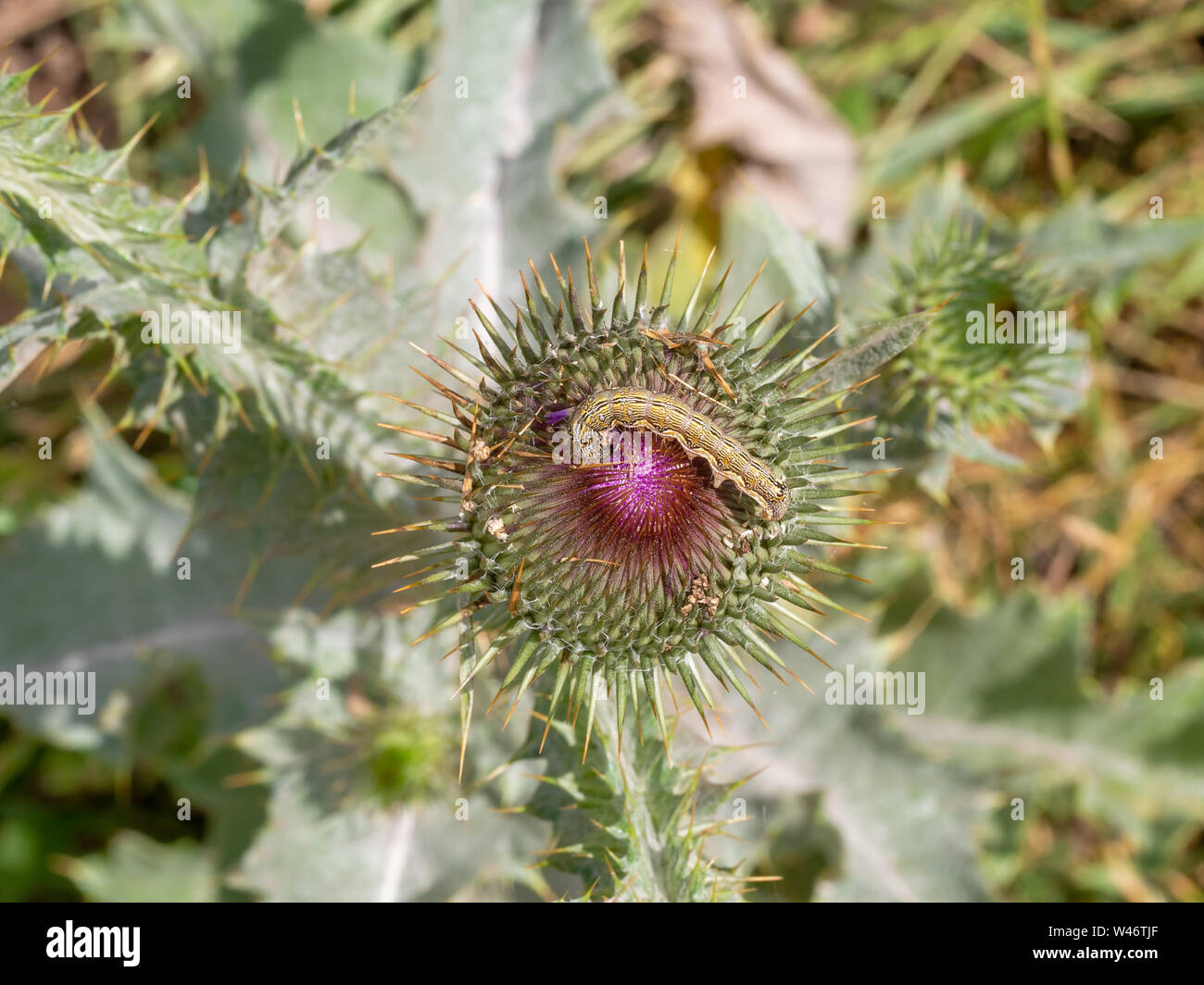 Crop pest Helicoverpa armigera moth caterpillar alimentazione su fiore di cardo in natura. Aka elotide del cotone, mais earworm, o il Vecchio Mondo bollworm. Foto Stock