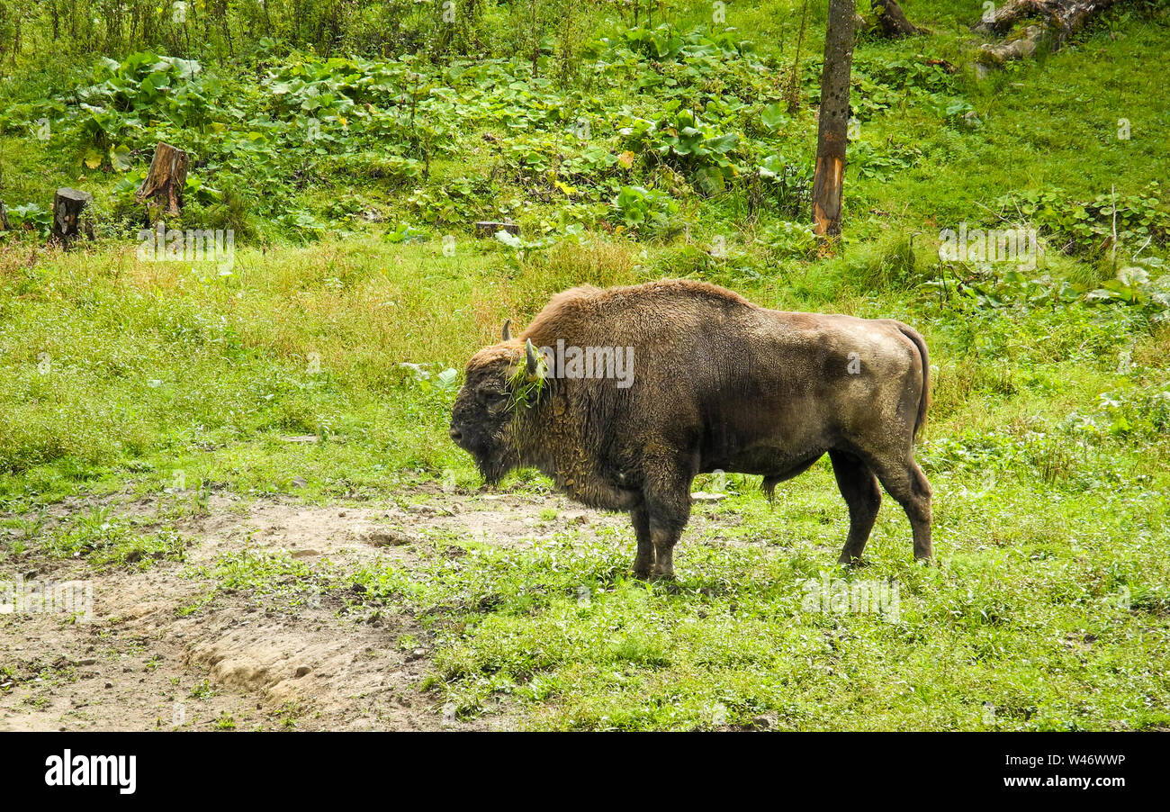 Bison bonasus, il bisonte europeo in una riserva naturale in Polonia Foto Stock