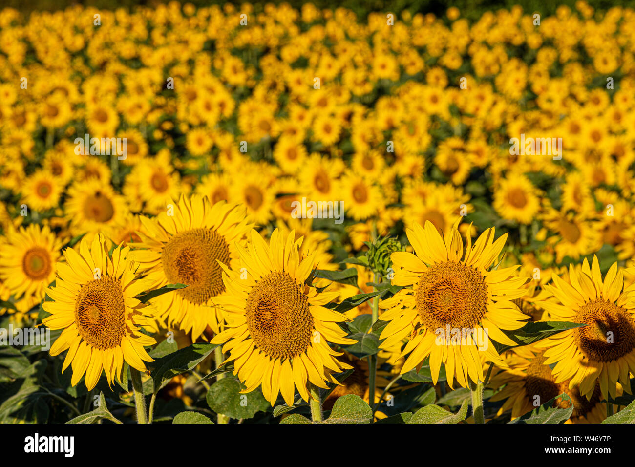 Campo di girasole, Francia occidentale Foto Stock