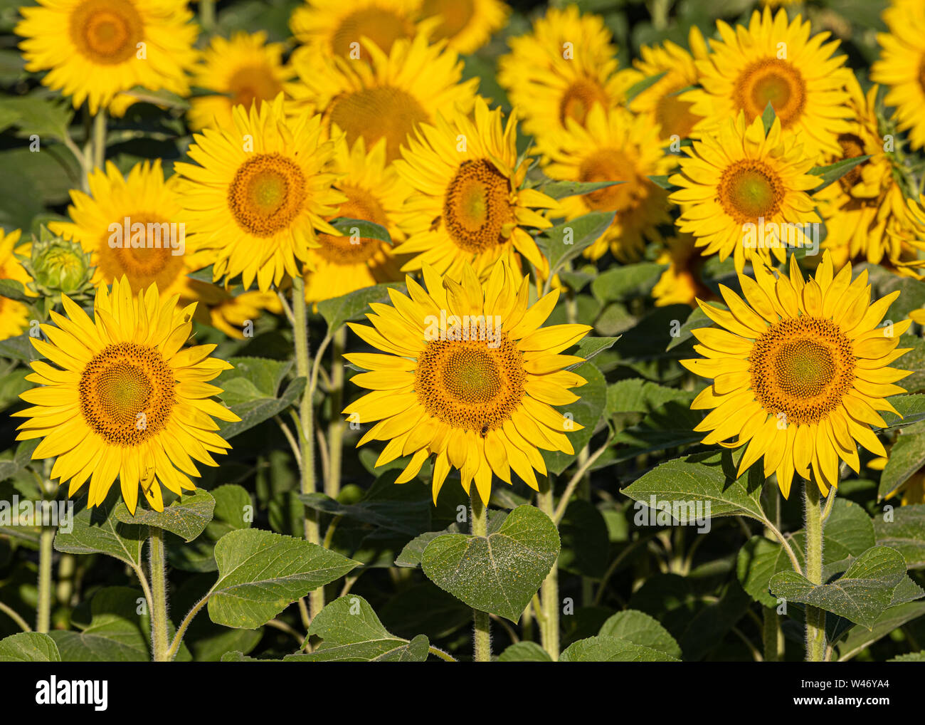 Campo di girasole, Francia occidentale Foto Stock