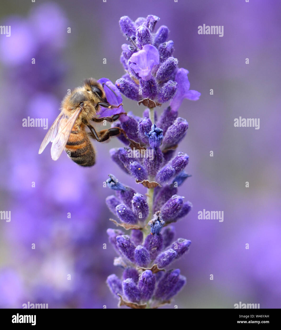 Un miele delle api (Apis mellifera) con la sua testa sepolta in una LAVANDA (Lavandula angustifolia) fiore come foraggi per il polline e il nettare. Bedgebury Forest Foto Stock