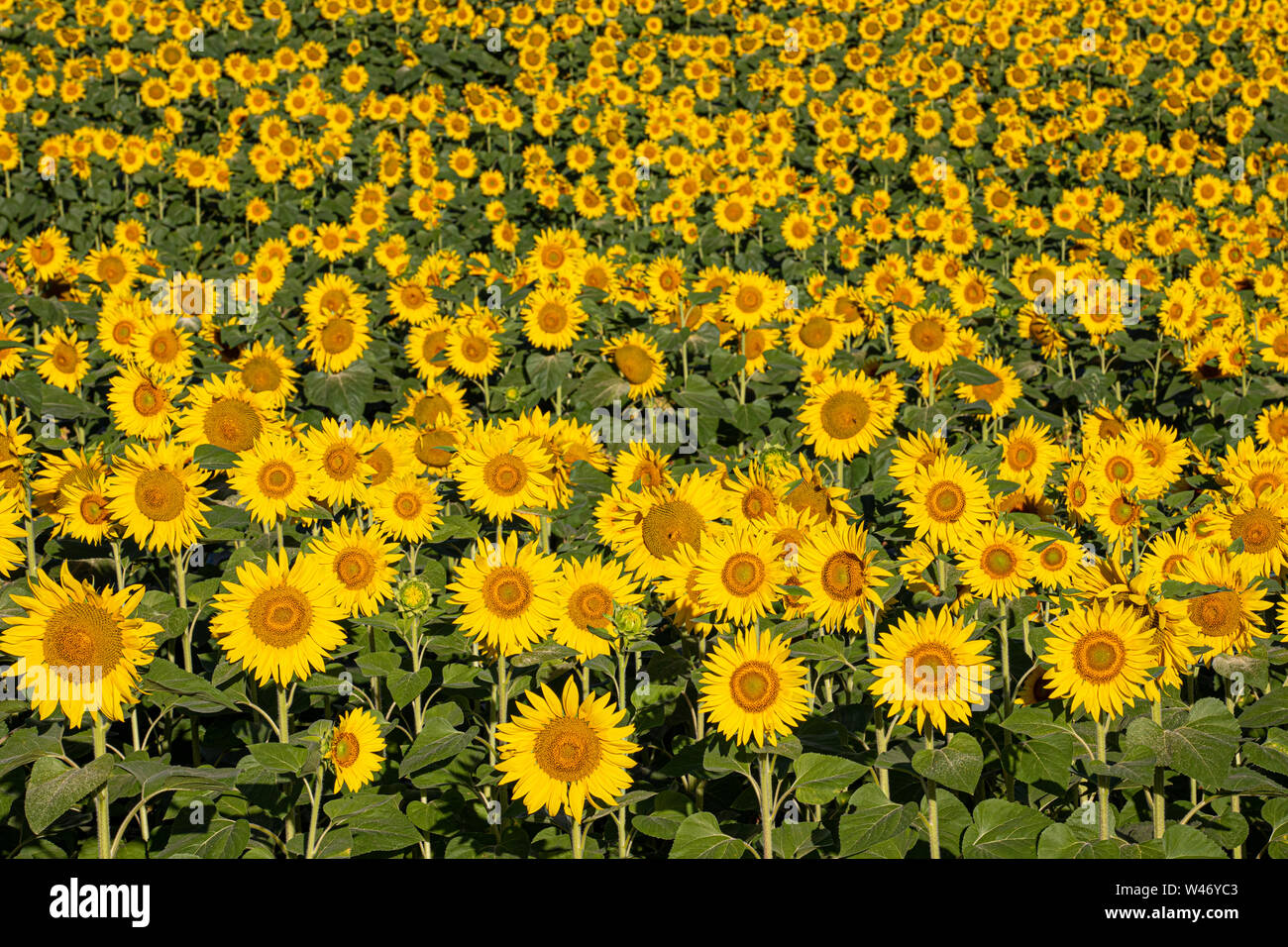 Campo di girasole, Francia occidentale Foto Stock