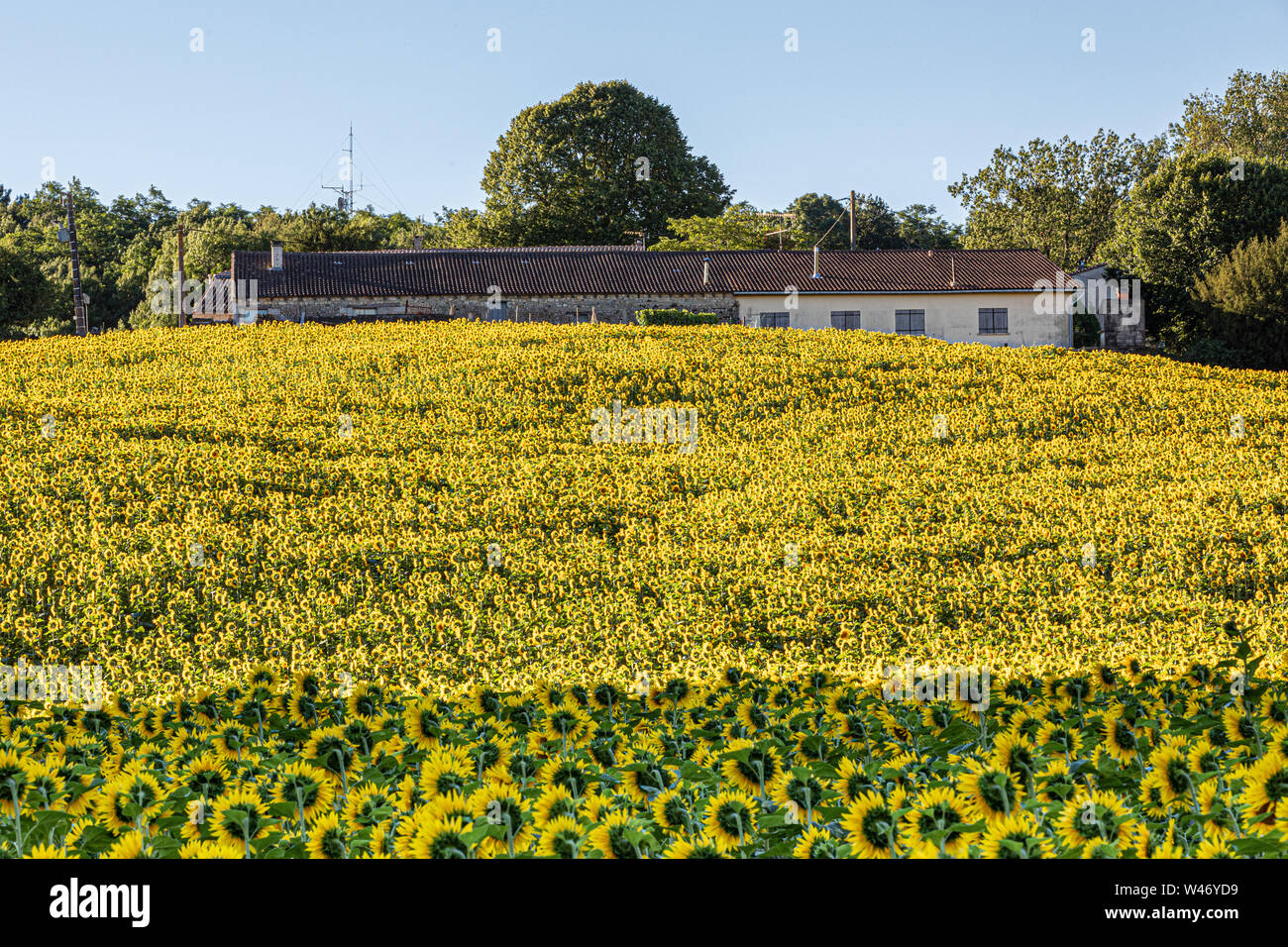 Campo di girasole, Francia occidentale Foto Stock