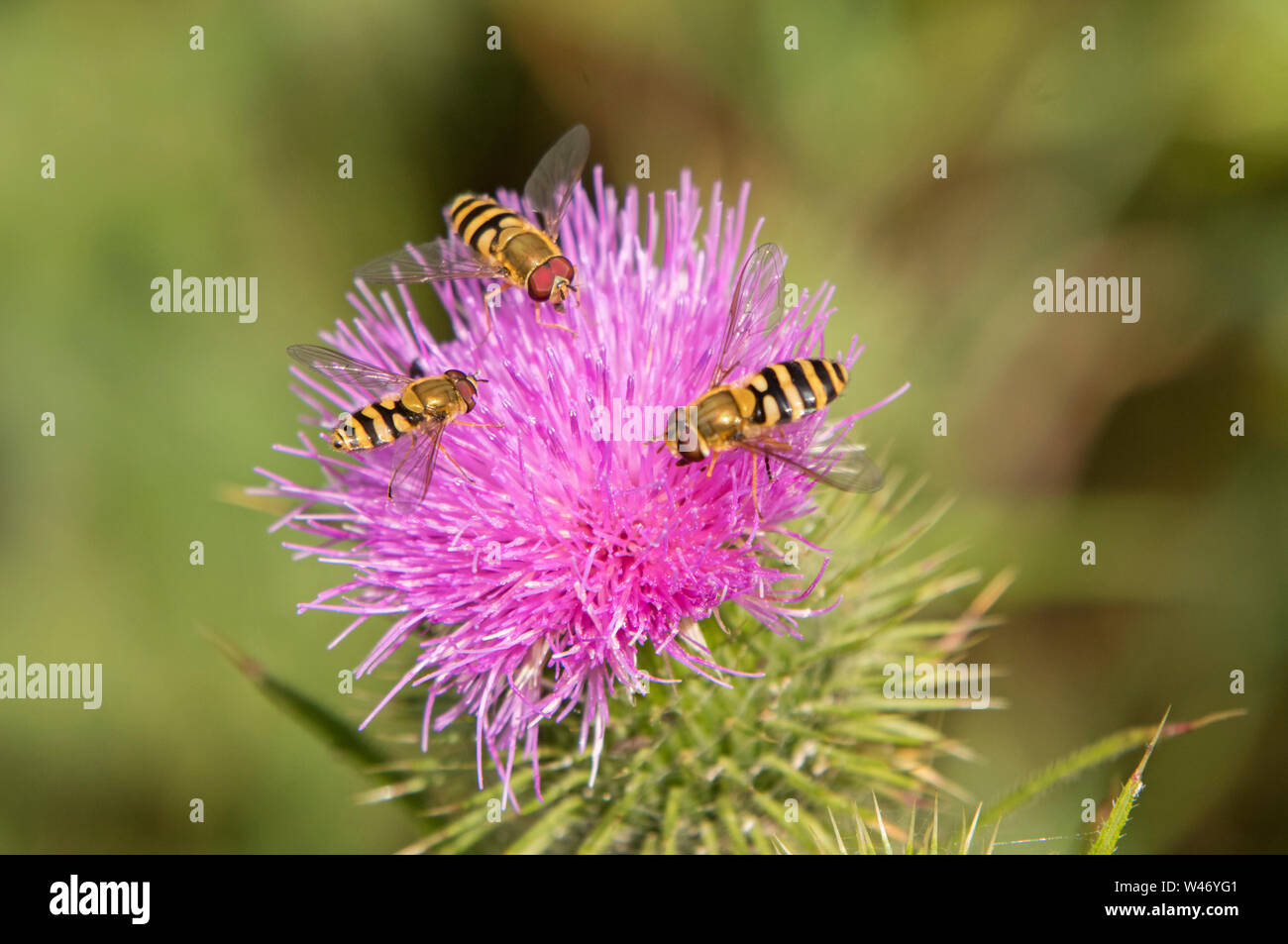 Hoverflies su un cardo, England, Regno Unito Foto Stock