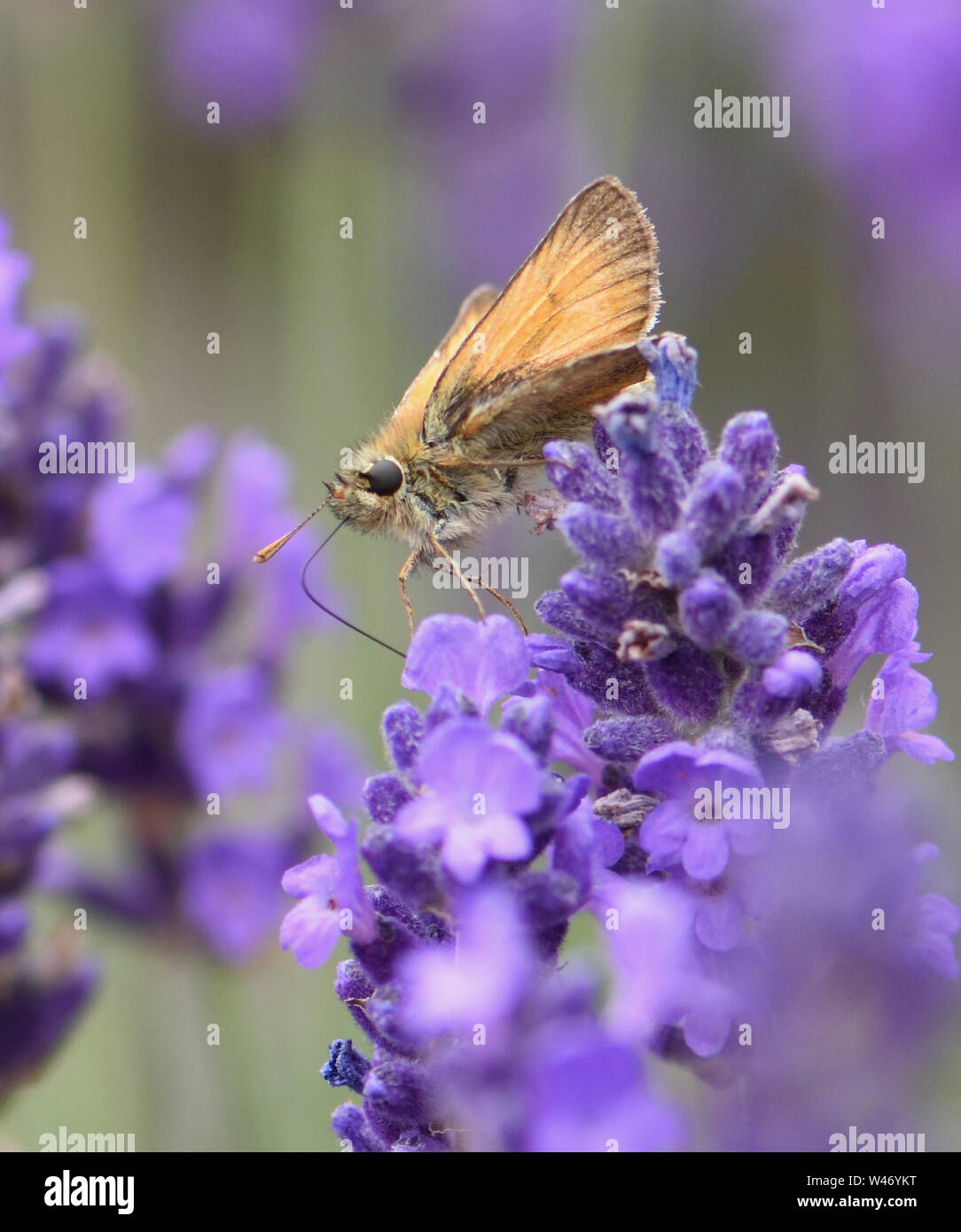 Un piccolo skipper butterfly (Thymelicus sylvestris) alimentare il nettare da una LAVANDA (Lavandula angustifolia) fiore. Bedgebury Forest, Hawkhurst, ke Foto Stock