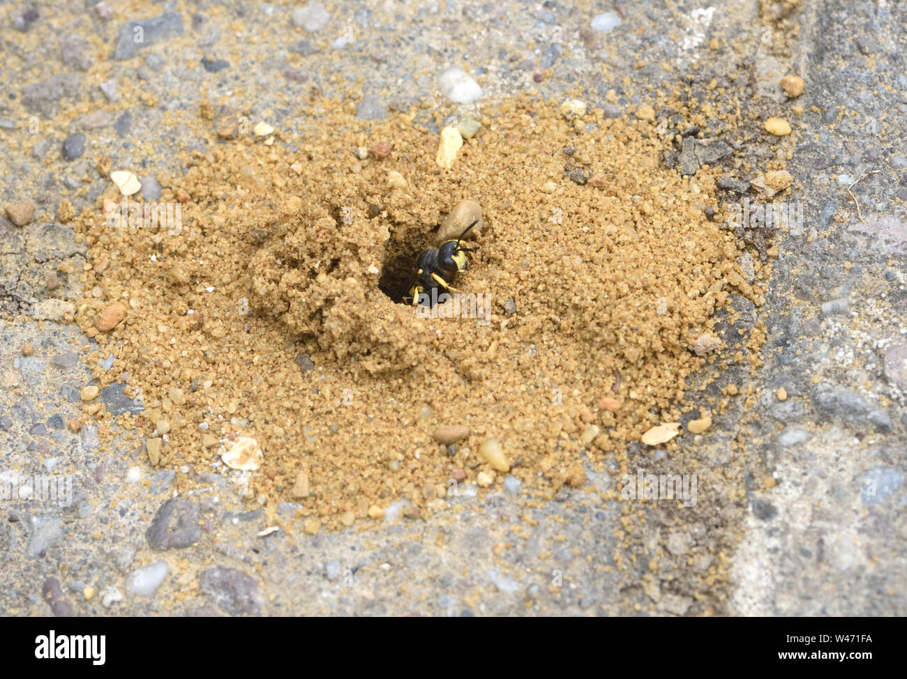 Un ornato tailed digger wasp (Cerceris rybyensis) cautamente emerge dalla sua tana in costruttori' sabbia tra mattoni di pavimentazione. Si tratta probabilmente di impostazione o Foto Stock