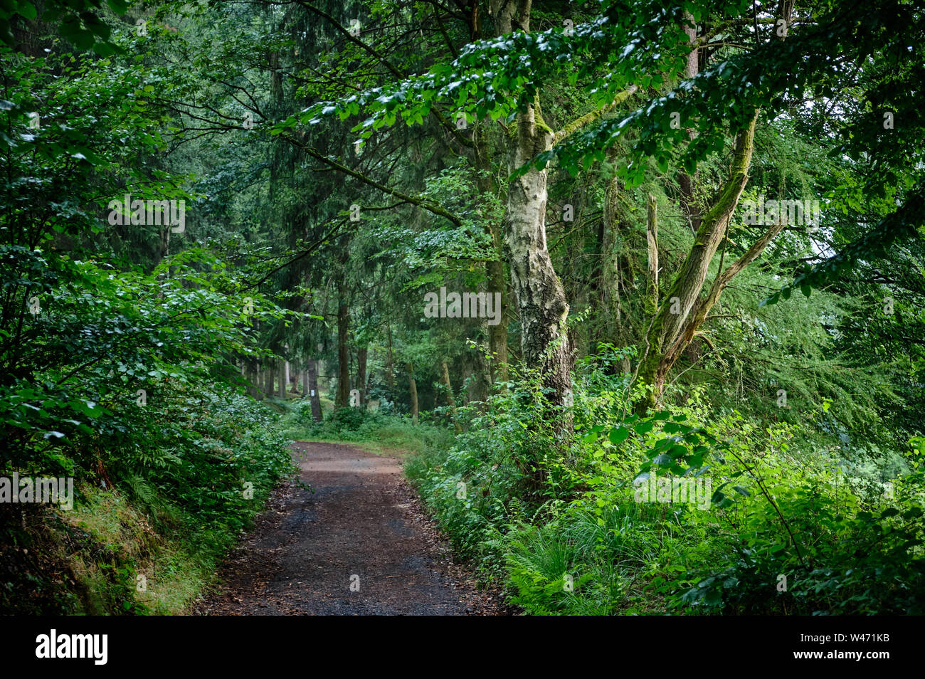 Un sentiero che conduce attraverso un mistico verde foresta estate al crepuscolo Foto Stock