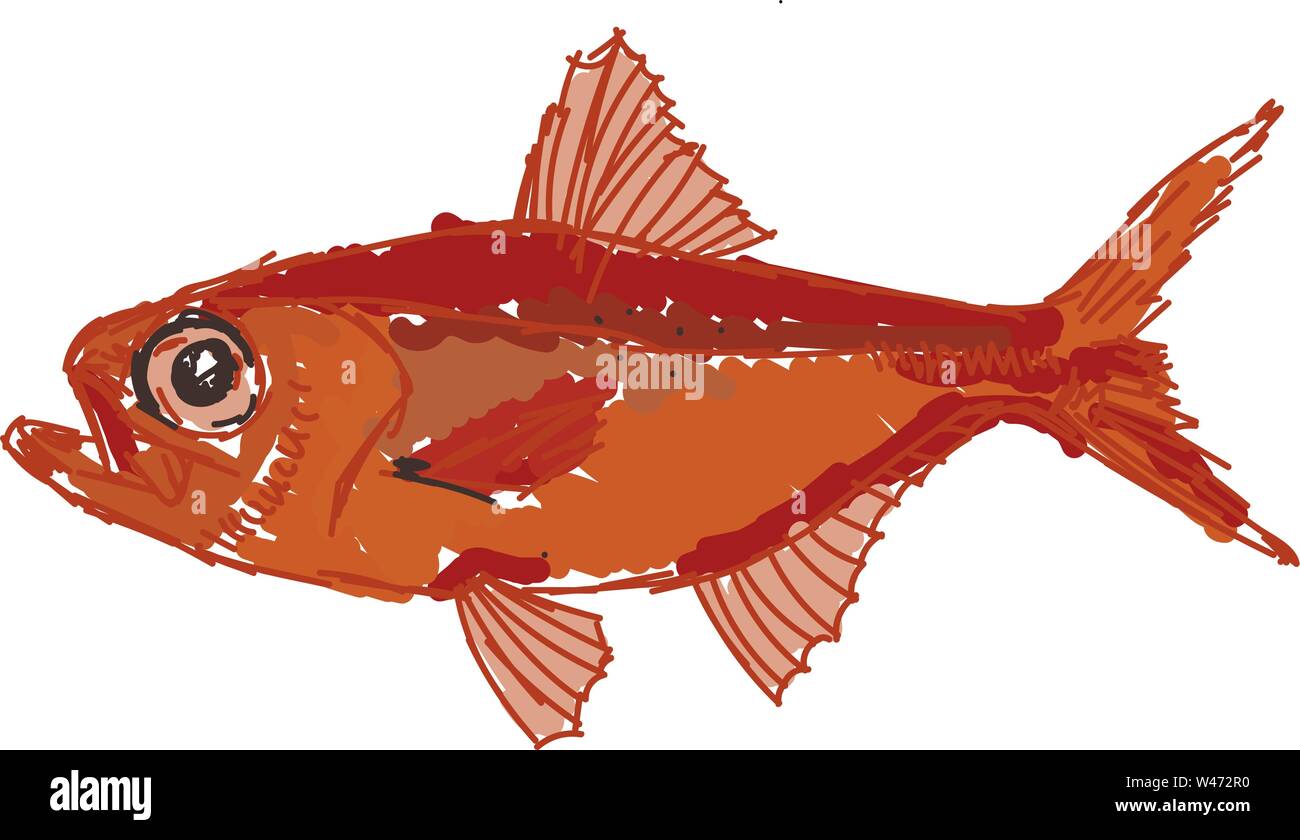 Red alfonsino pesce, illustrazione, vettore su sfondo bianco. Illustrazione Vettoriale